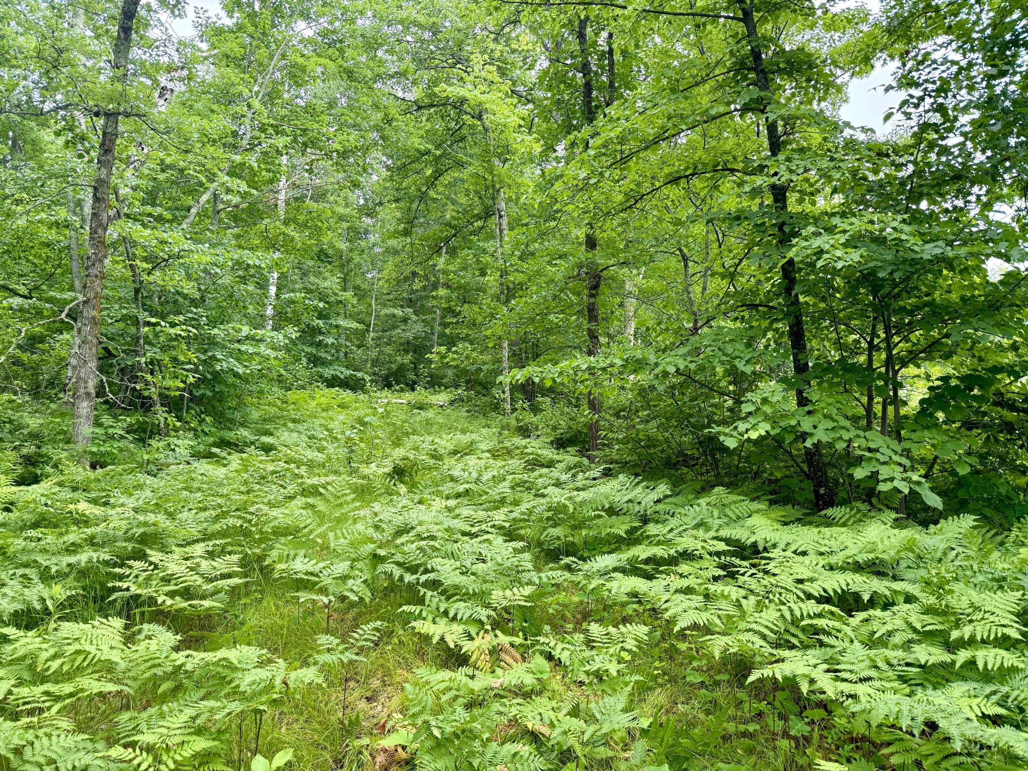 land for sale at xxxx State Highway 84 in Longville, MN (photo 13 of 17)