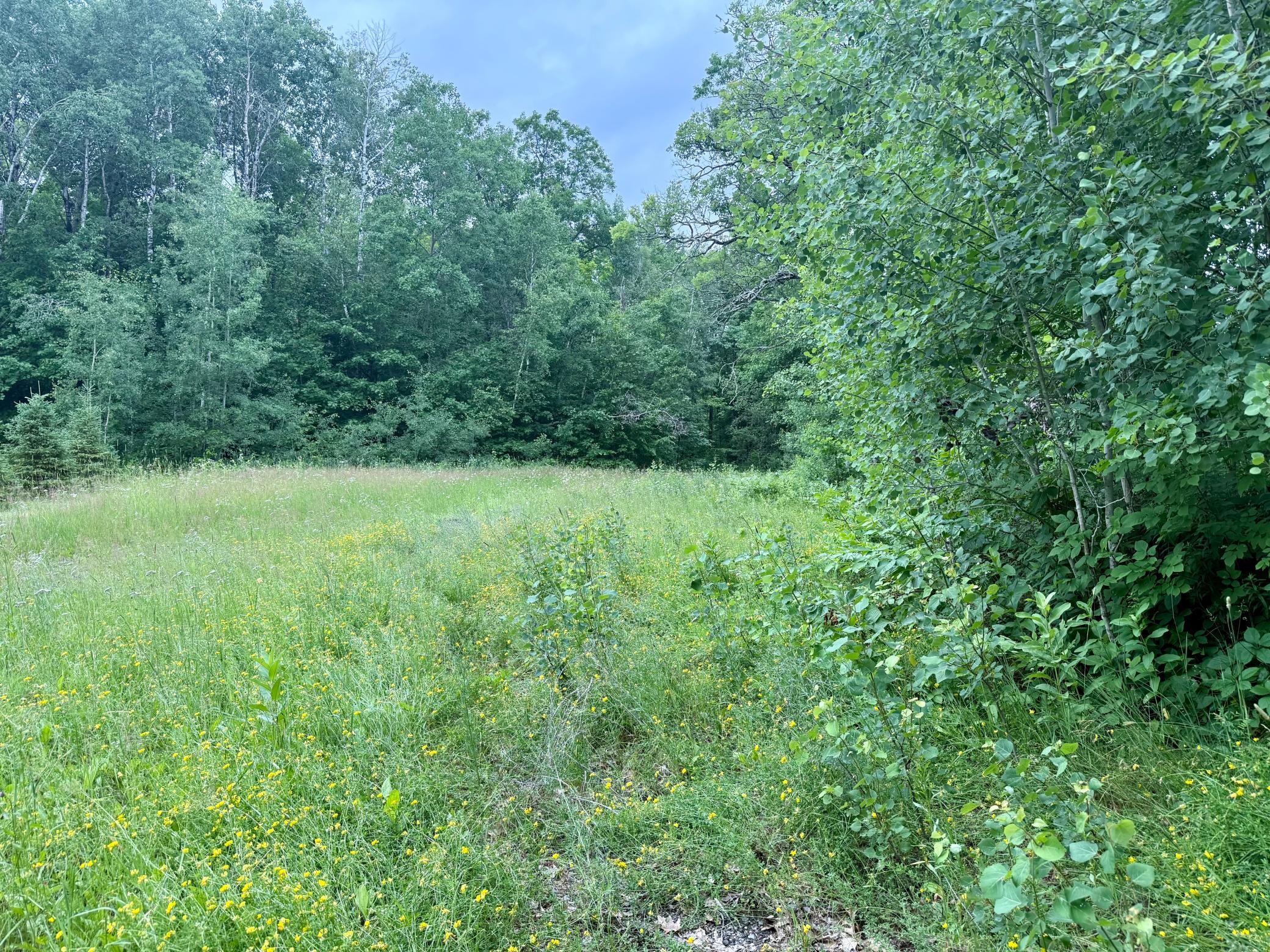 land for sale at xxxx State Highway 84 in Longville, MN (photo 15 of 17)