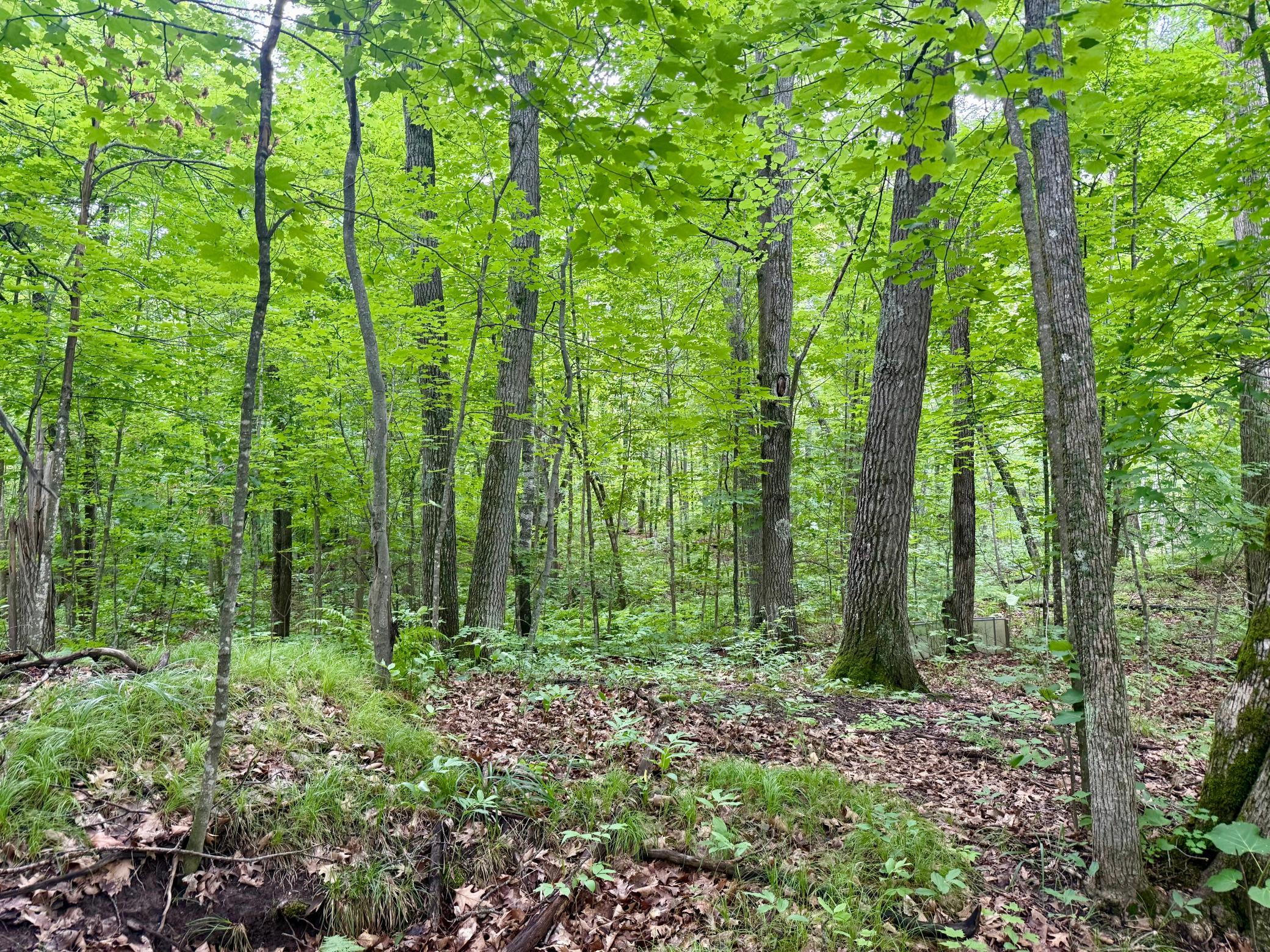 land for sale at xxxx State Highway 84 in Longville, MN (photo 3 of 17)