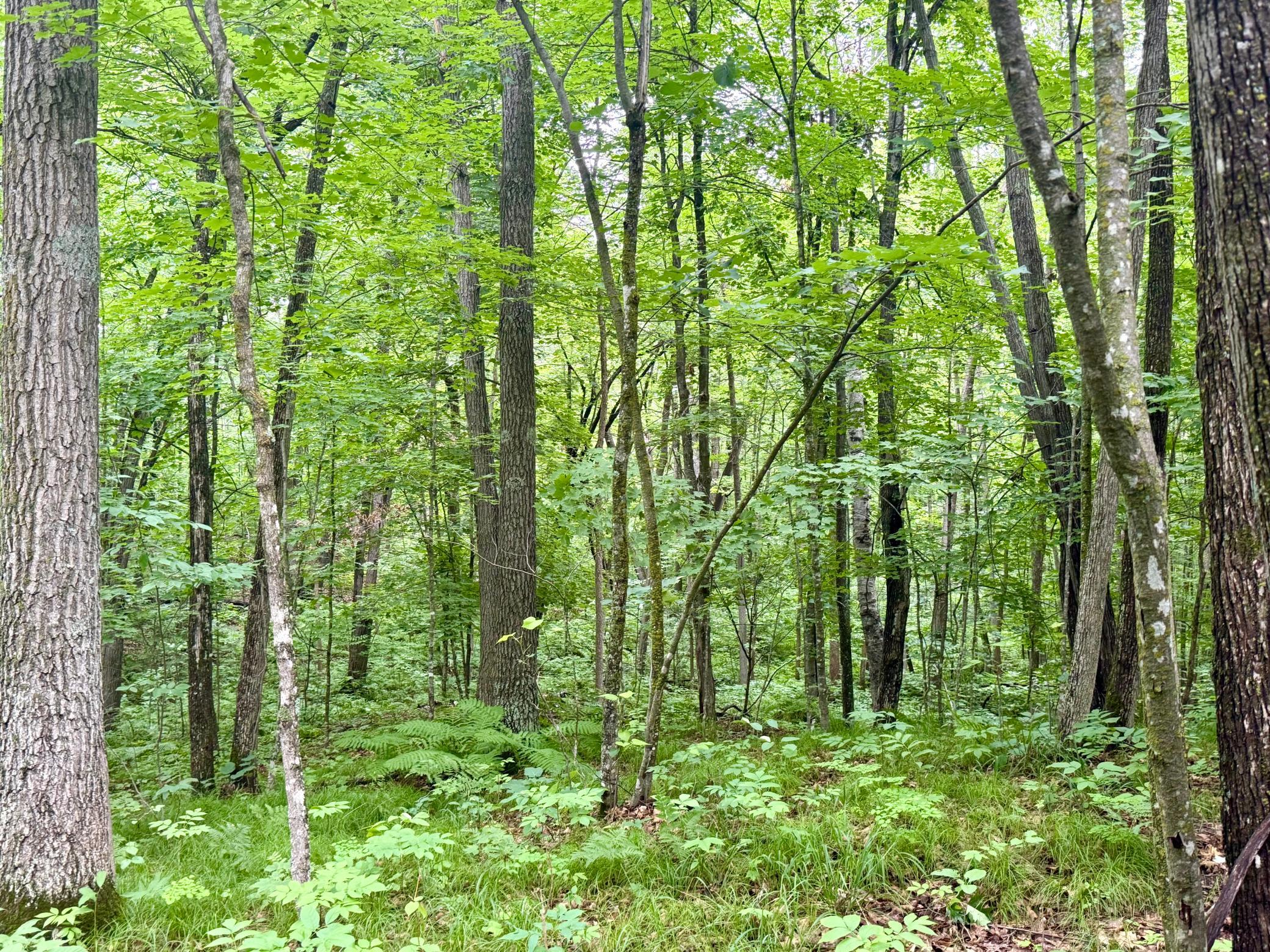 land for sale at xxxx State Highway 84 in Longville, MN (photo 4 of 17)