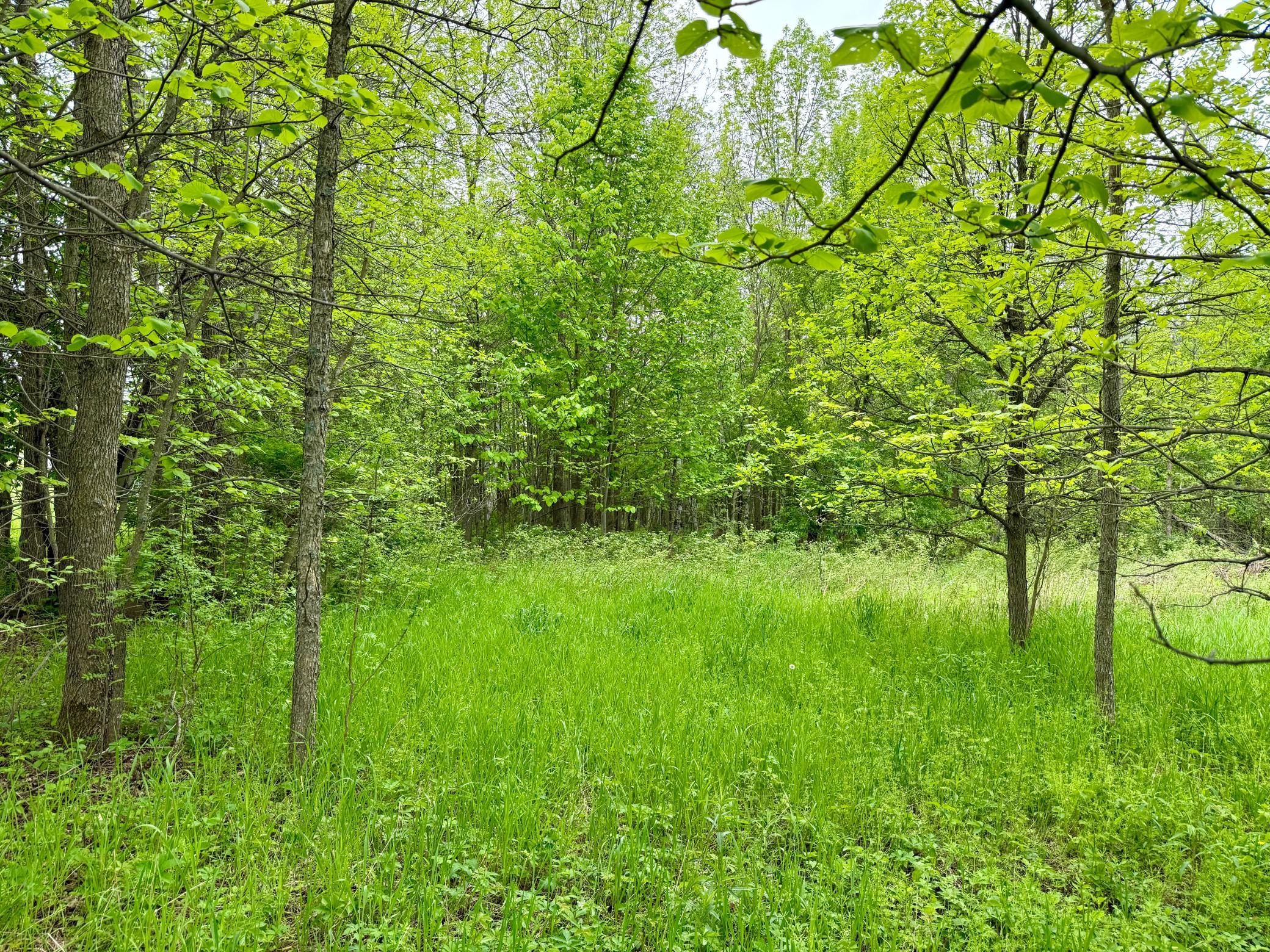 land for sale at xxxx State Highway 84 in Longville, MN (photo 5 of 17)
