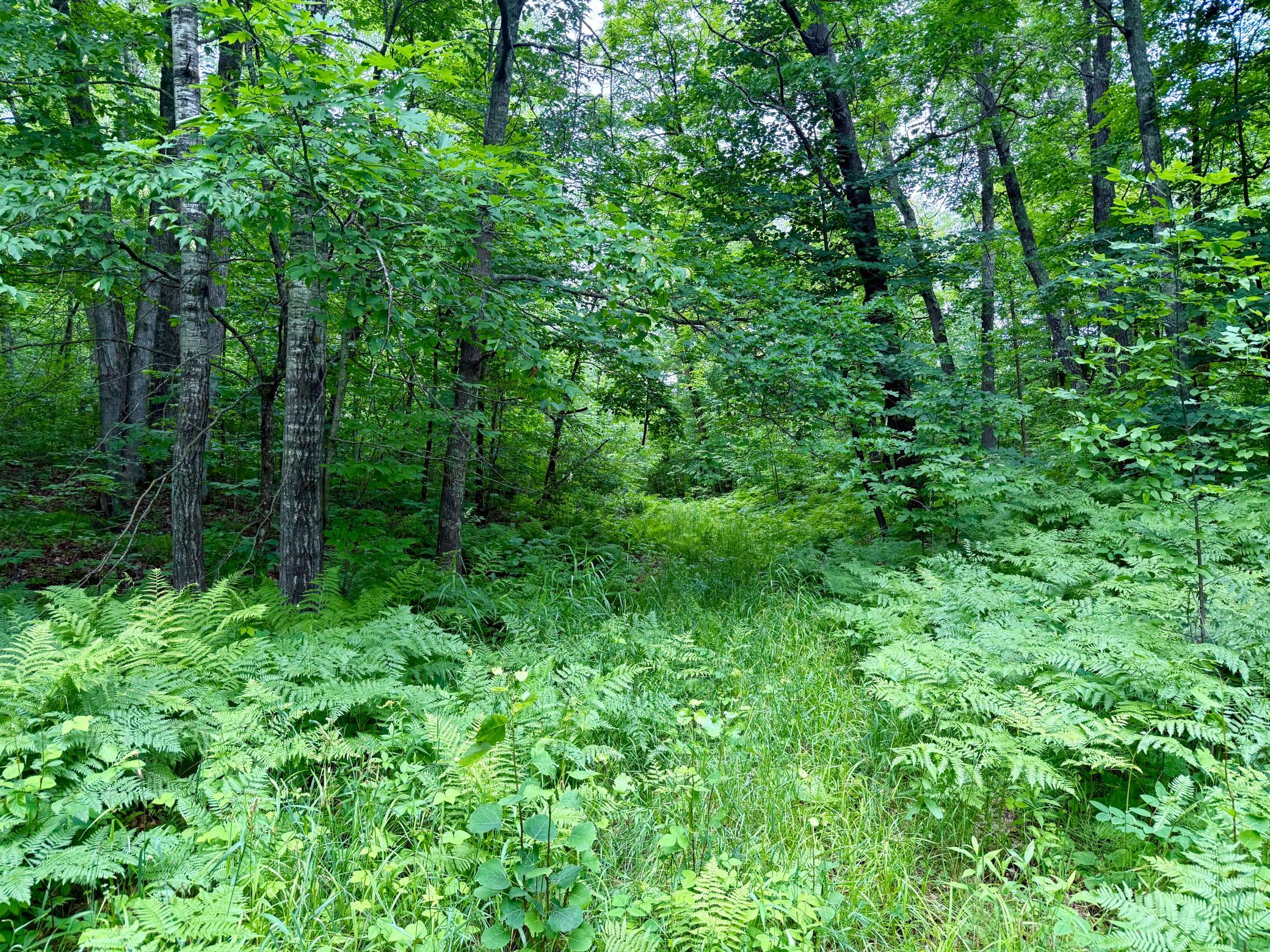 land for sale at xxxx State Highway 84 in Longville, MN (photo 6 of 17)