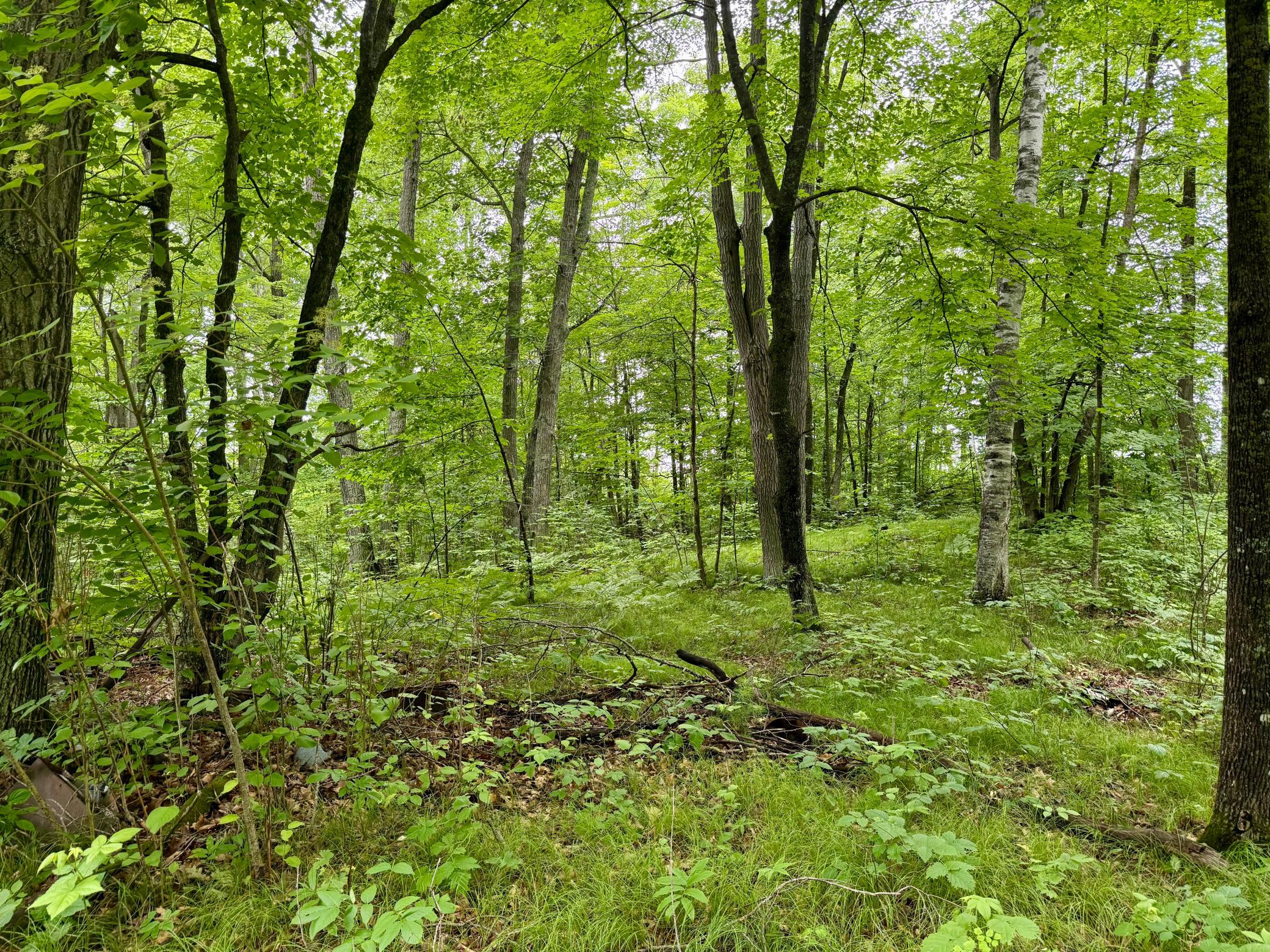 land for sale at xxxx State Highway 84 in Longville, MN (photo 7 of 17)