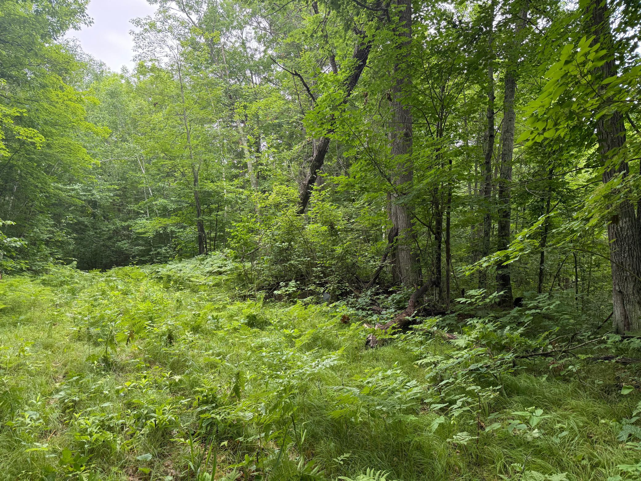 land for sale at xxxx State Highway 84 in Longville, MN (photo 8 of 17)