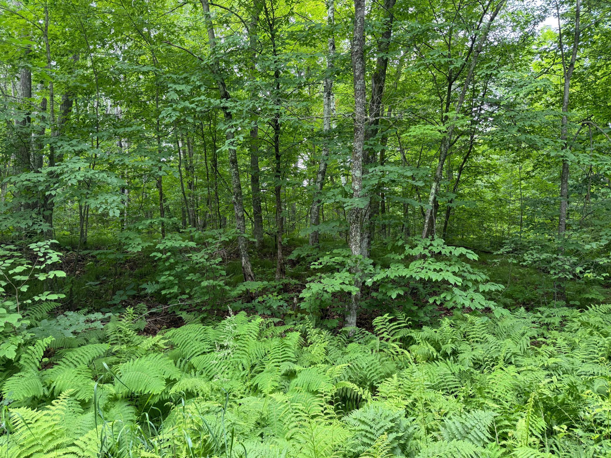 land for sale at xxxx State Highway 84 in Longville, MN (photo 9 of 17)