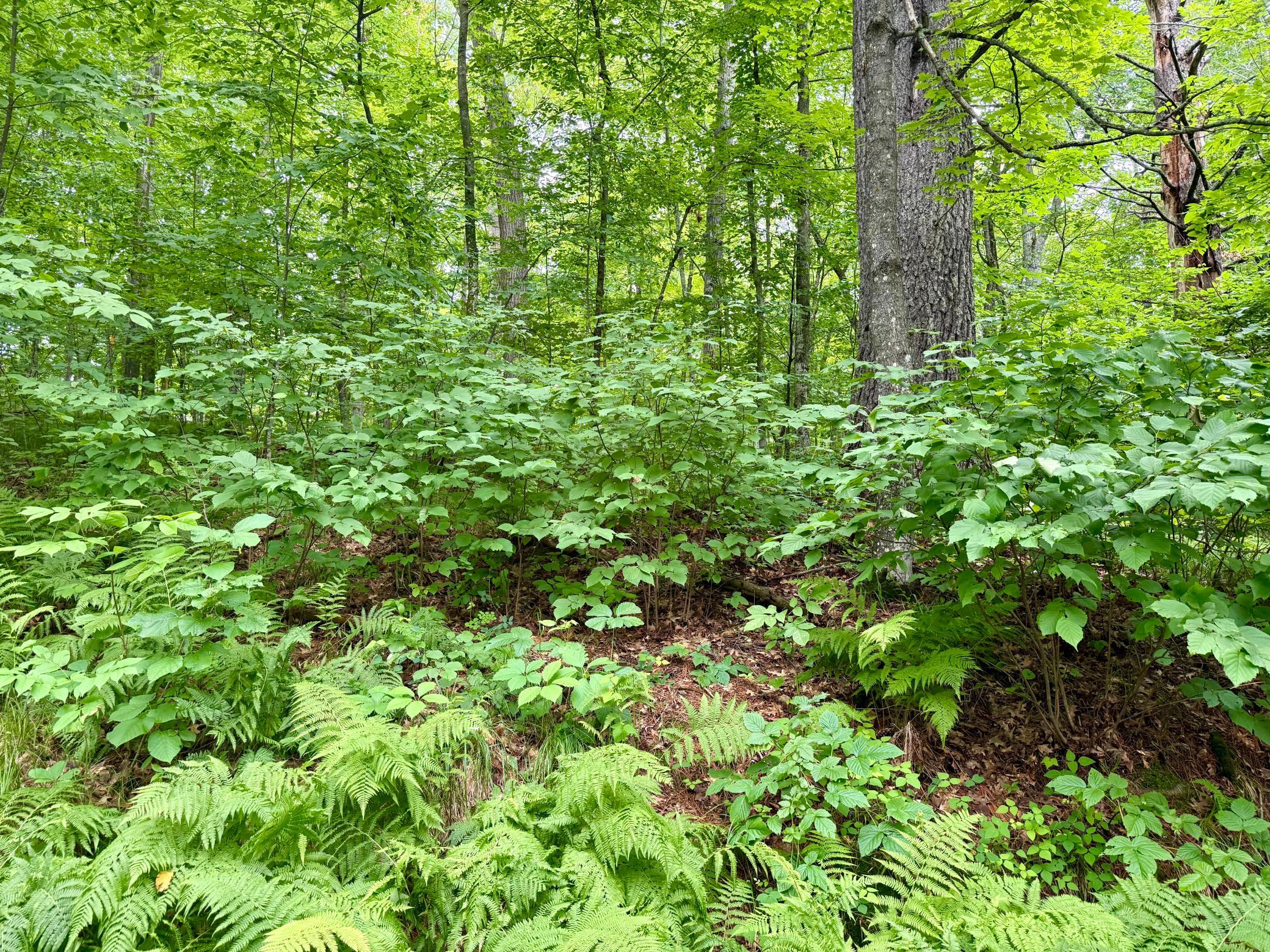 land for sale at xxxx State Highway 84 in Longville, MN (photo 10 of 17)