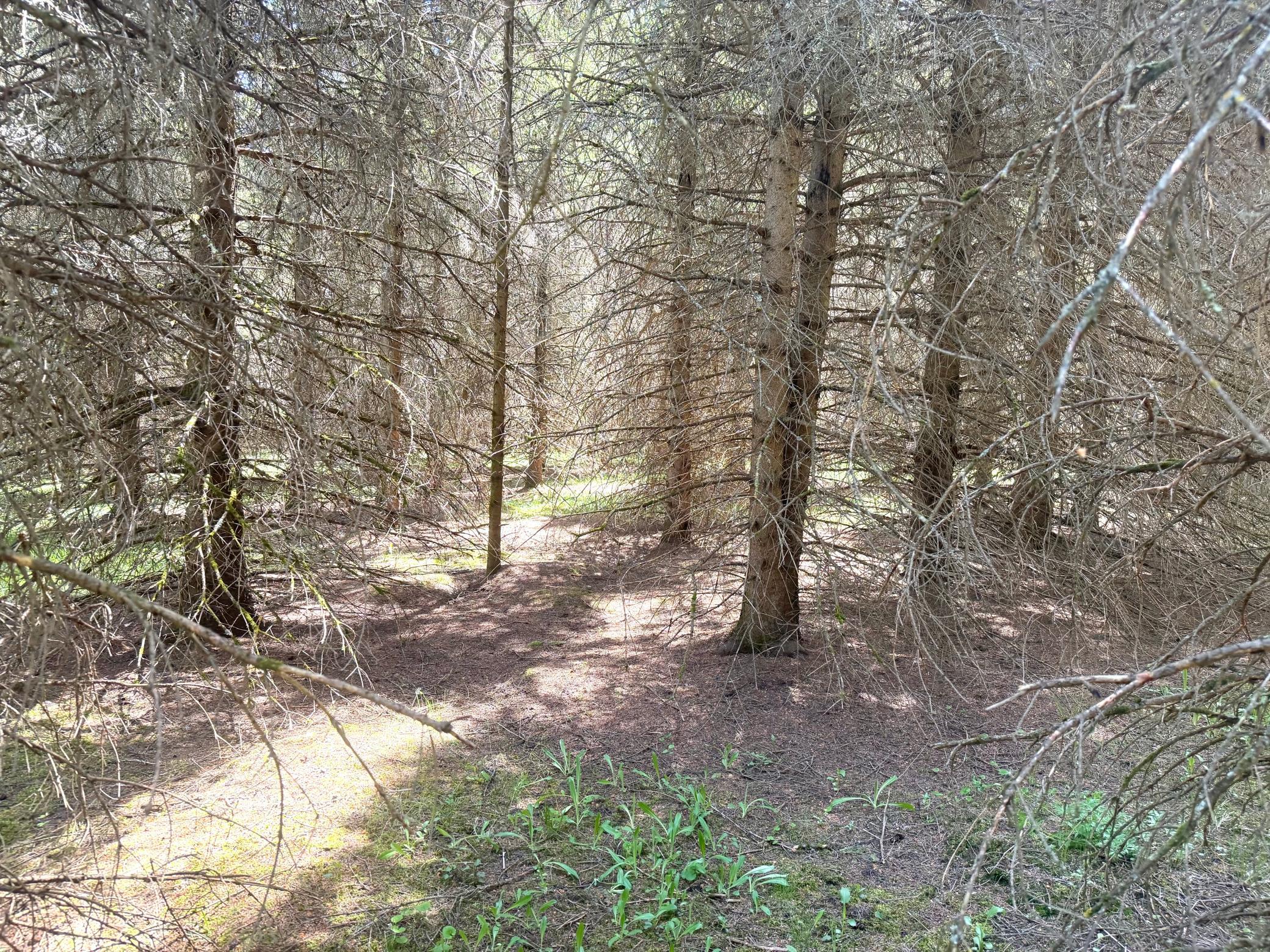 TBD- Parcel D Sleepy Hollow Road, Brainerd MN 56401 - Photo 3 of 12