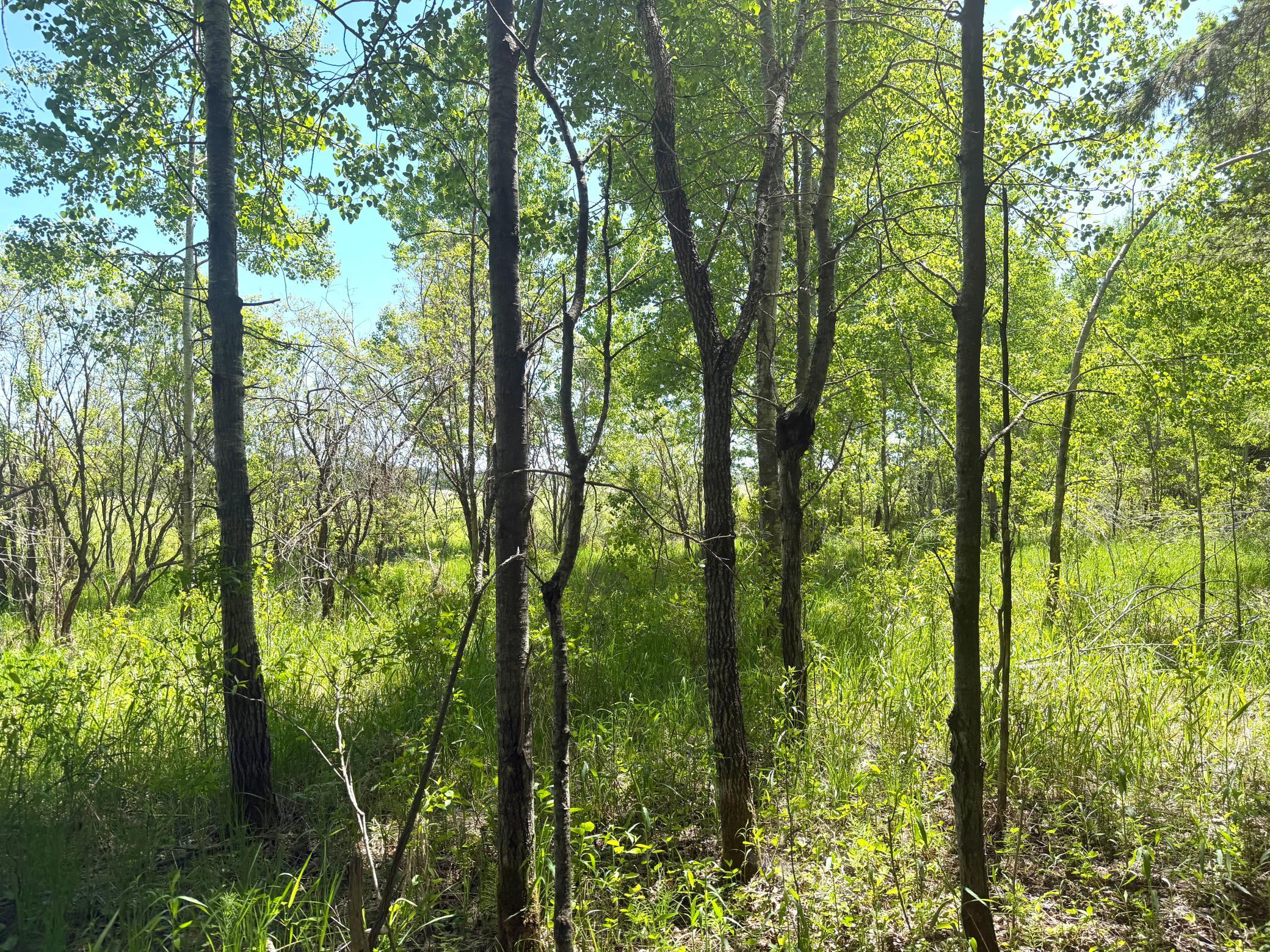 TBD- Parcel D Sleepy Hollow Road, Brainerd MN 56401 - Photo 5 of 12