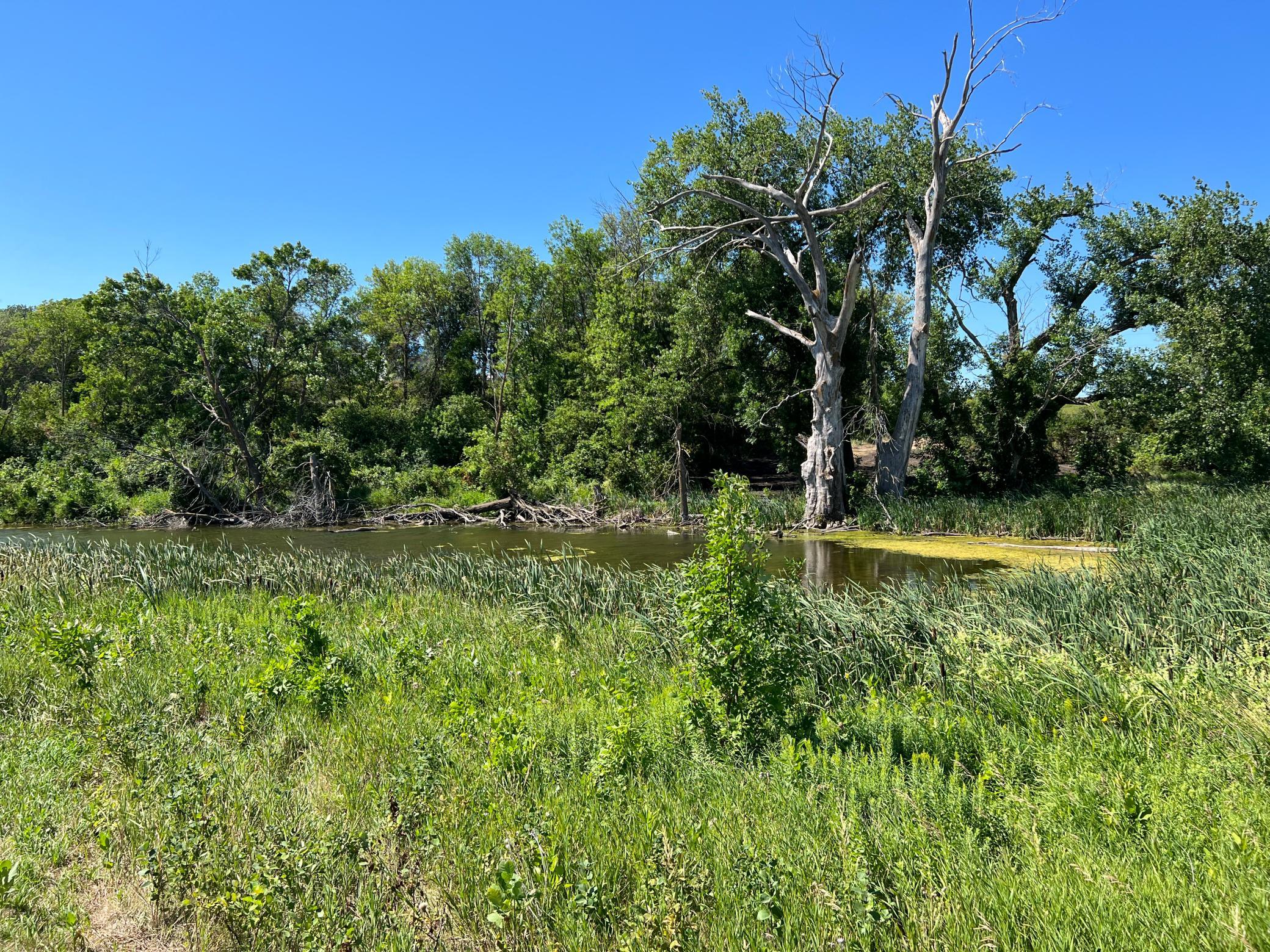 land for sale at 26029 154 Avenue S in Barnesville, MN (photo 13 of 28)