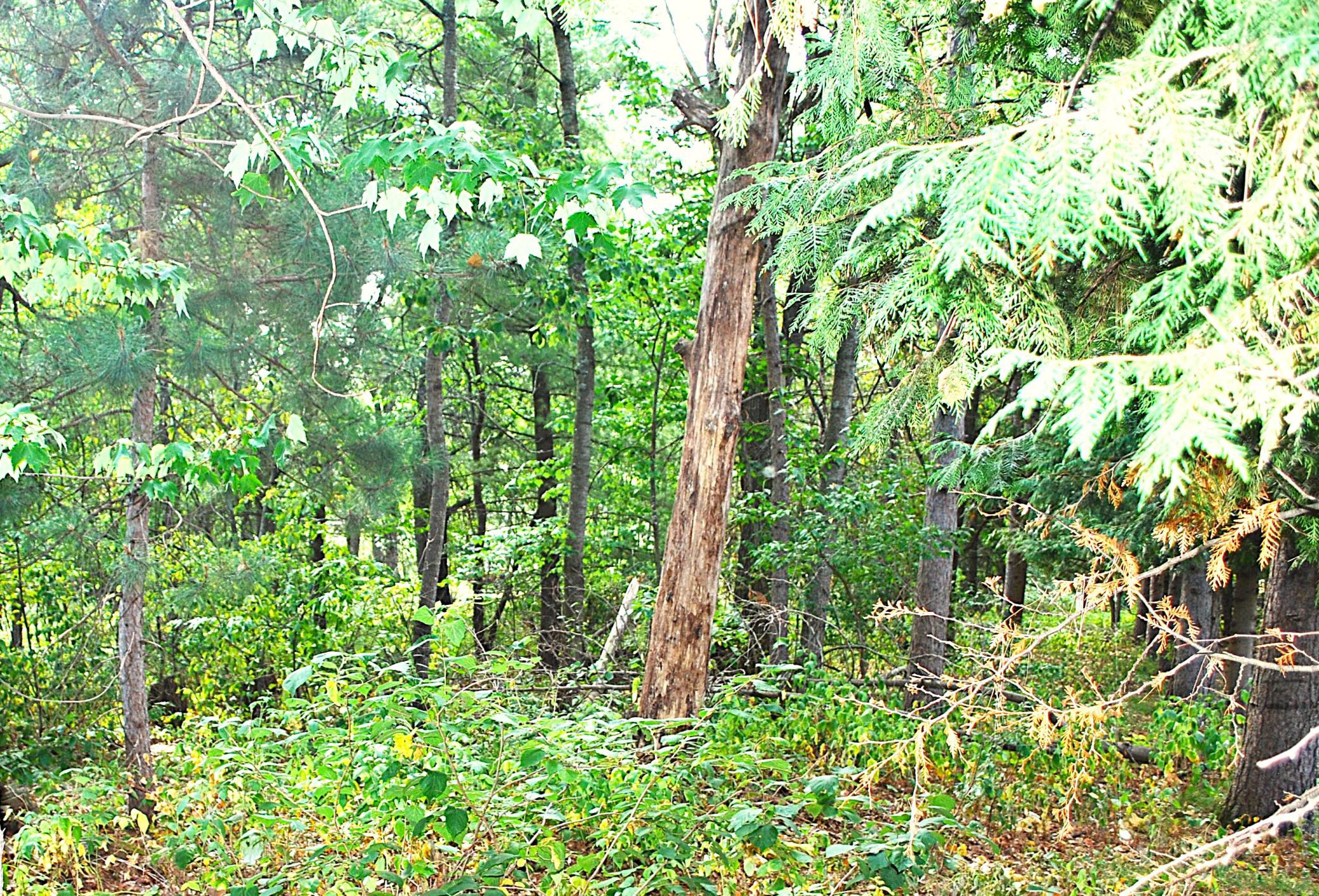 land for sale at TBD Marohn Road in Baxter, MN (photo 4 of 6)