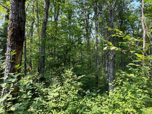 land for sale at TBD State Hwy 65 in McGregor, MN (photo 6 of 10)