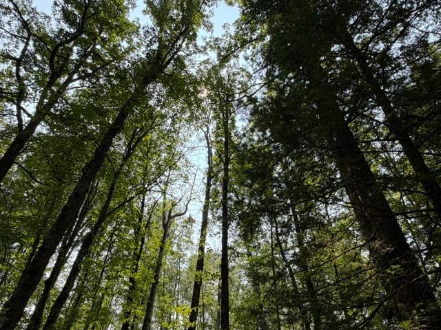 land for sale at TBD State Hwy 65 in McGregor, MN (photo 7 of 10)