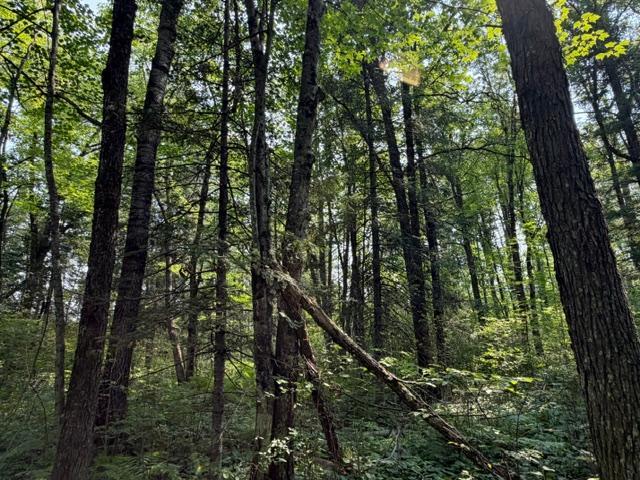 land for sale at TBD State Hwy 65 in McGregor, MN (photo 9 of 10)