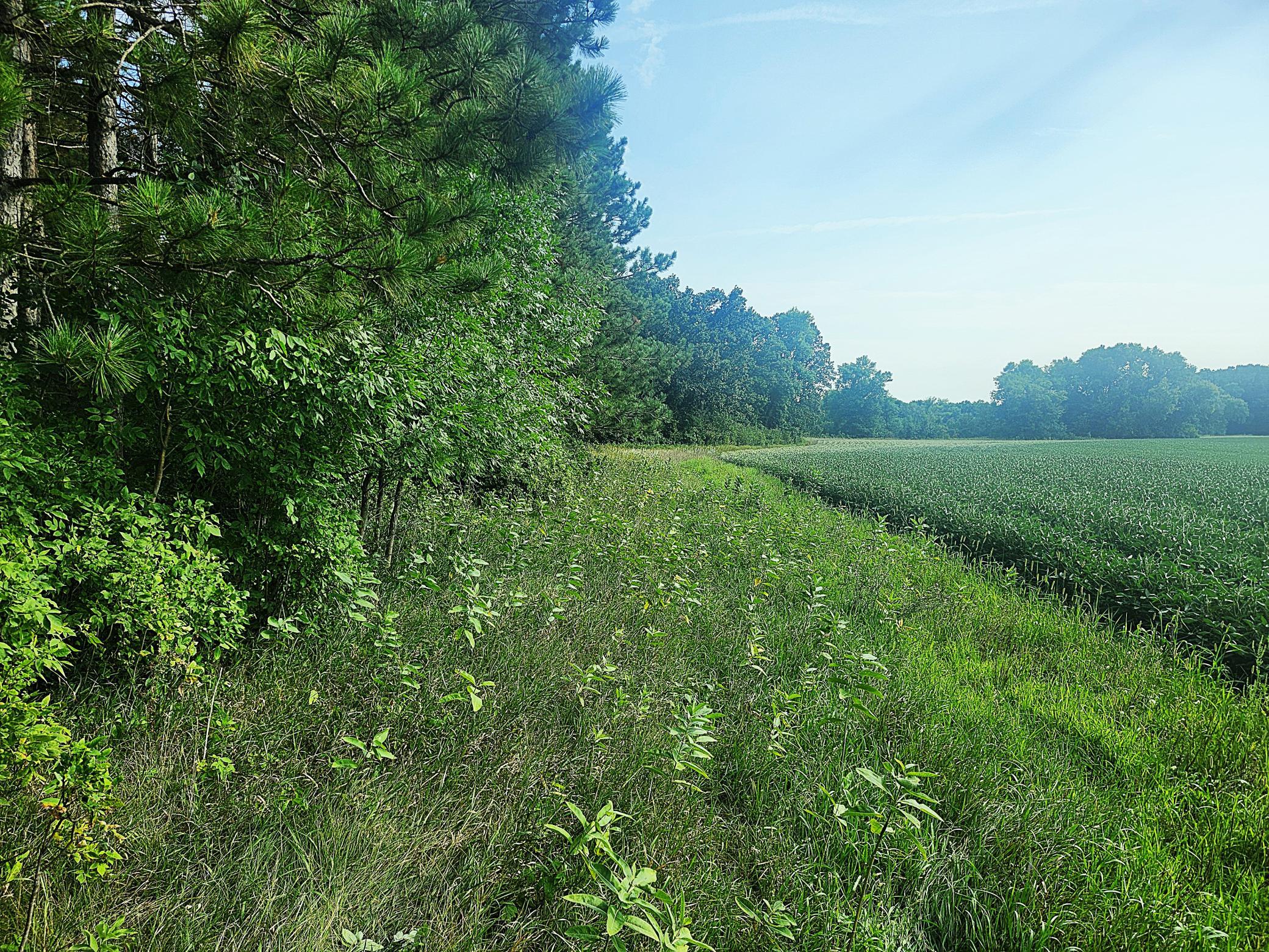 TBD 400th Street, Browerville MN 56438 - Photo 7 of 14