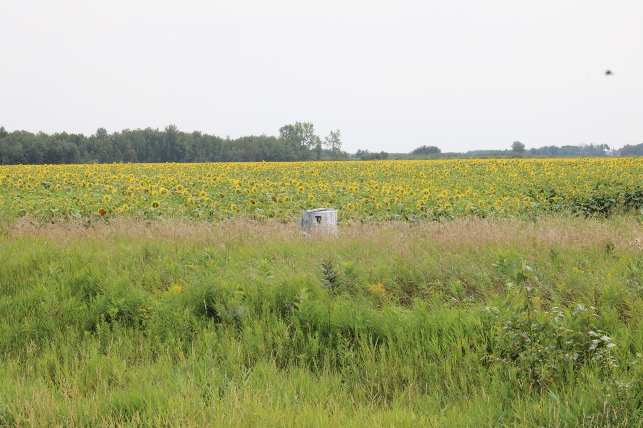 land for sale at 000 State Hwy 219 in Goodridge, MN (photo 2 of 4)
