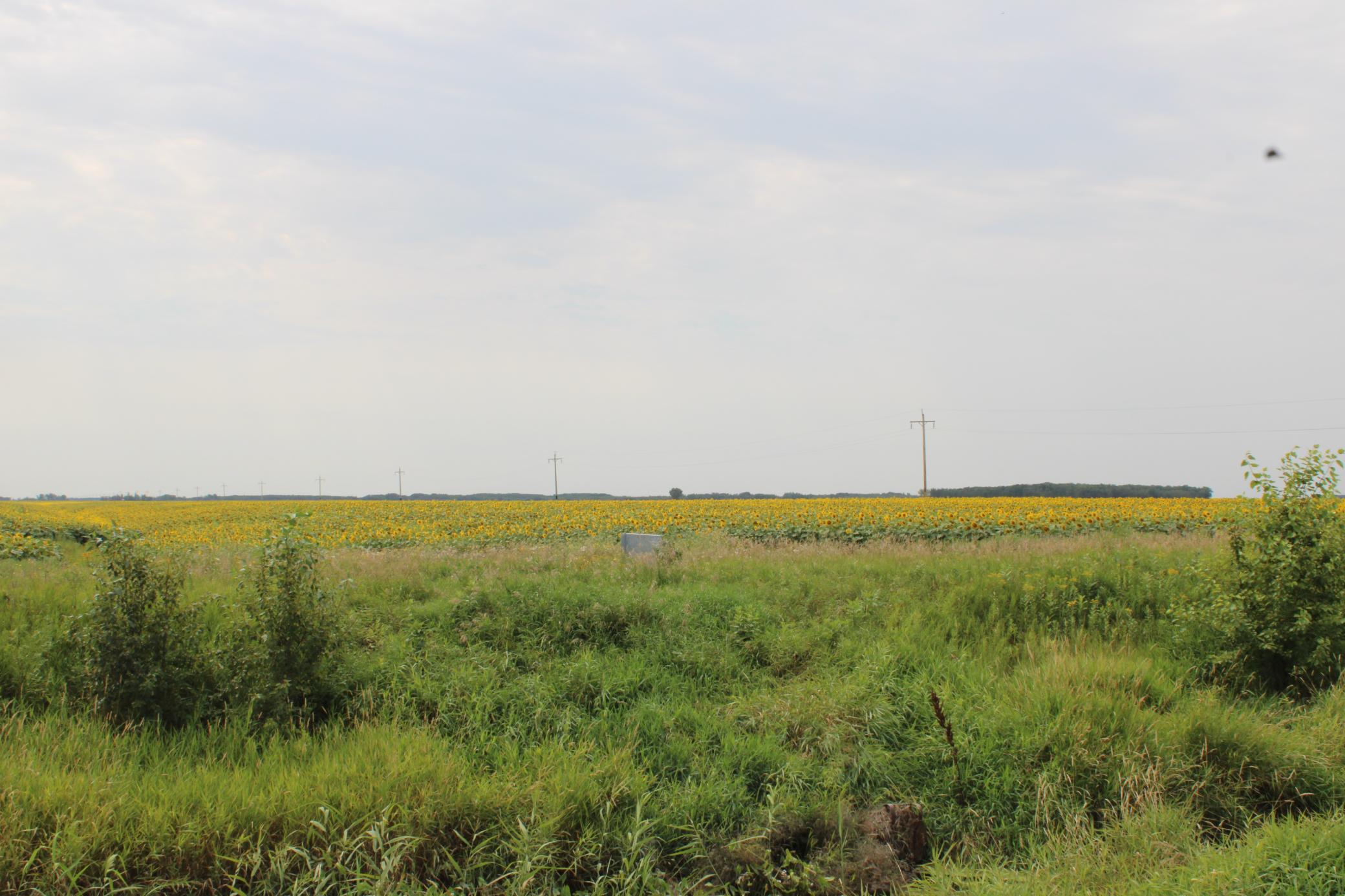 land for sale at 000 State Hwy 219 in Goodridge, MN (photo 3 of 4)