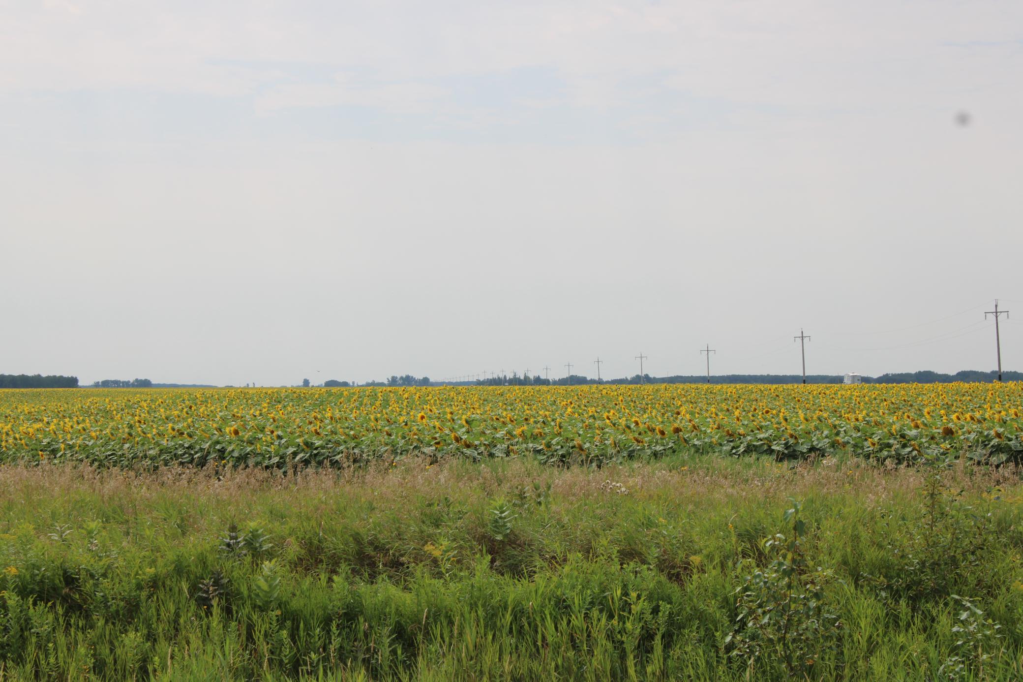 land for sale at 000 State Hwy 219 in Goodridge, MN (photo 4 of 4)