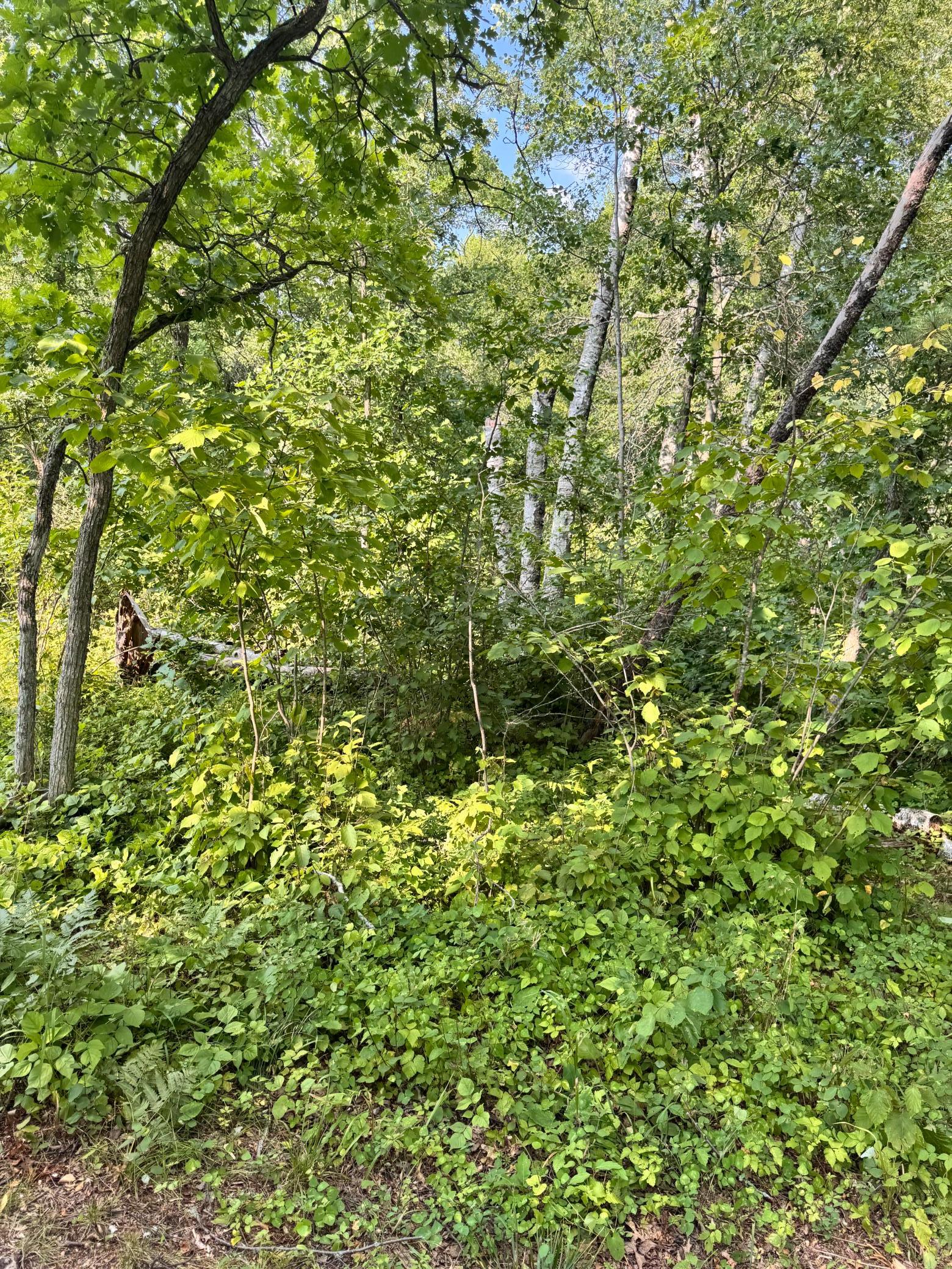 29890 Ranchette Drive, Pequot Lakes MN 56472 - Photo 5 of 14