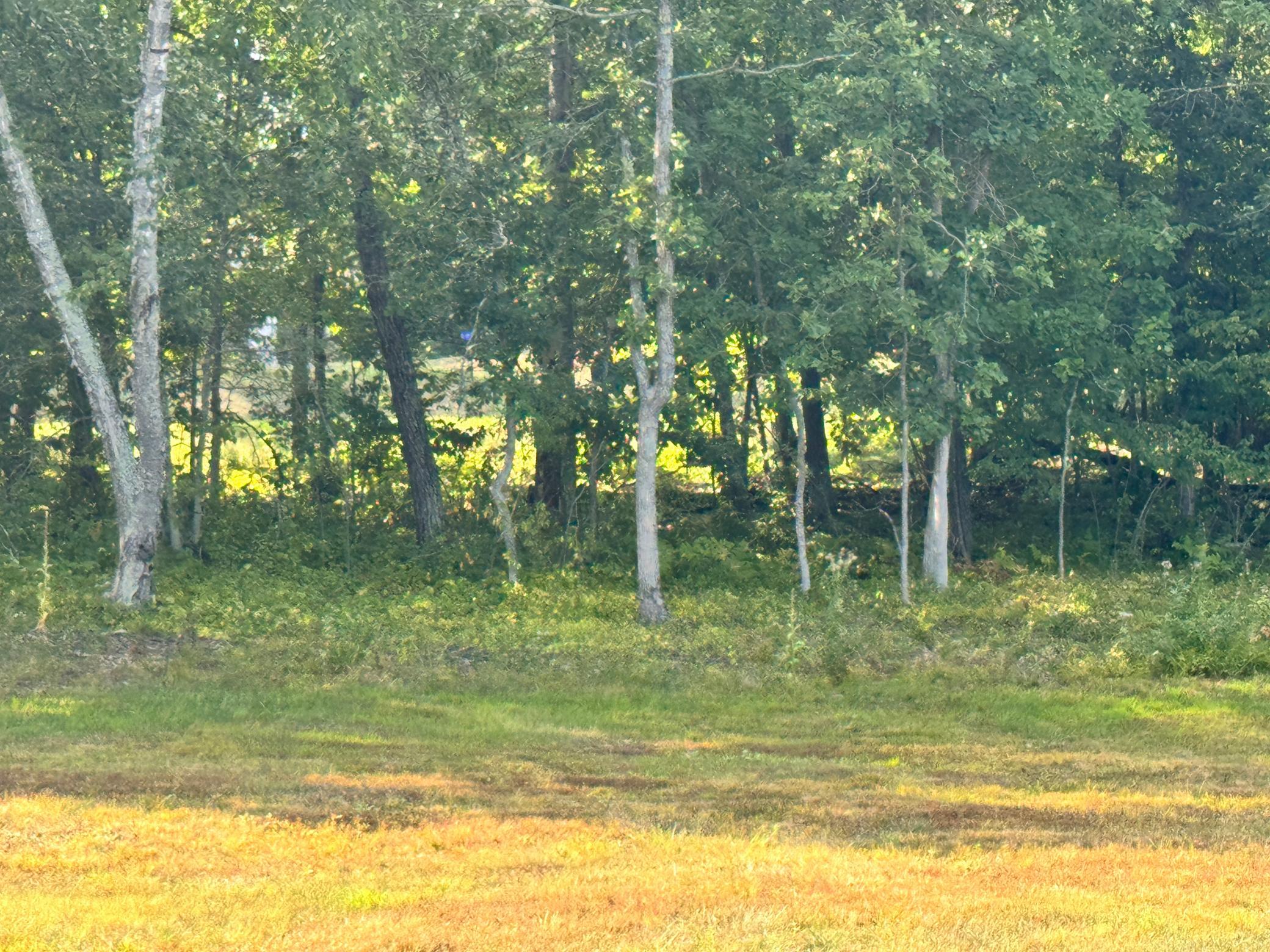 29890 Ranchette Drive, Pequot Lakes MN 56472 - Photo 9 of 14