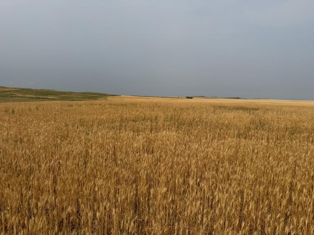 farm for sale at tbd 47th St SW in South Heart, ND (photo 20 of 24)