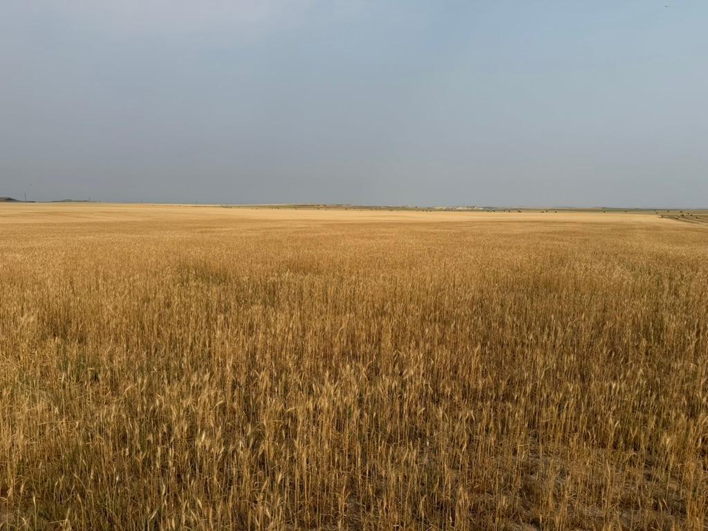 farm for sale at tbd 47th St SW in South Heart, ND (photo 23 of 24)