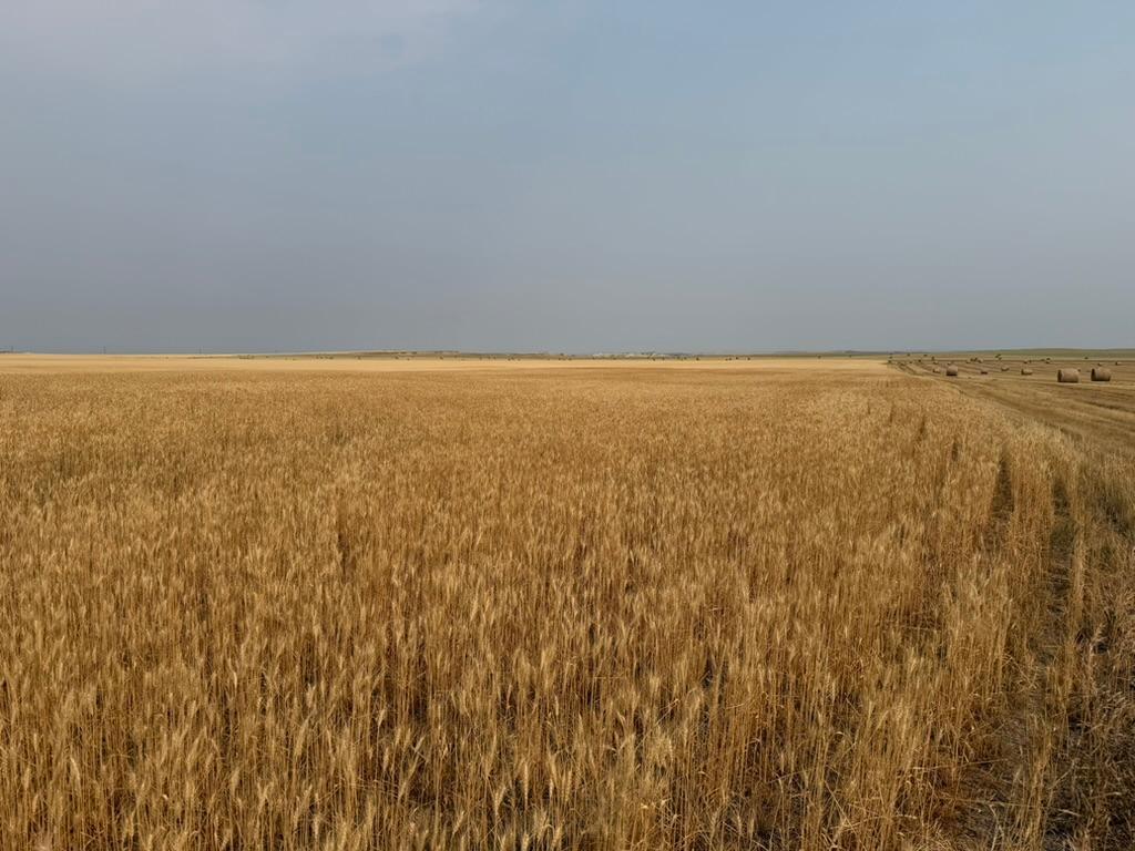 farm for sale at tbd 47th St SW in South Heart, ND (photo 10 of 24)