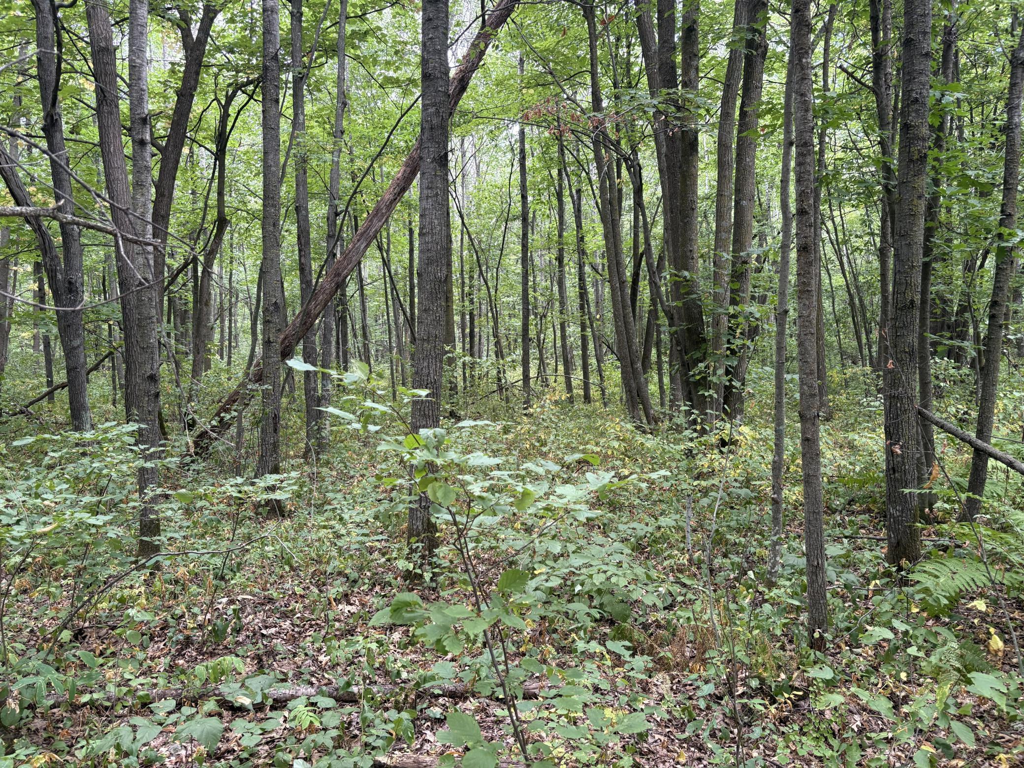 land for sale at XXX Meadowview Road in Brainerd, MN (photo 2 of 6)