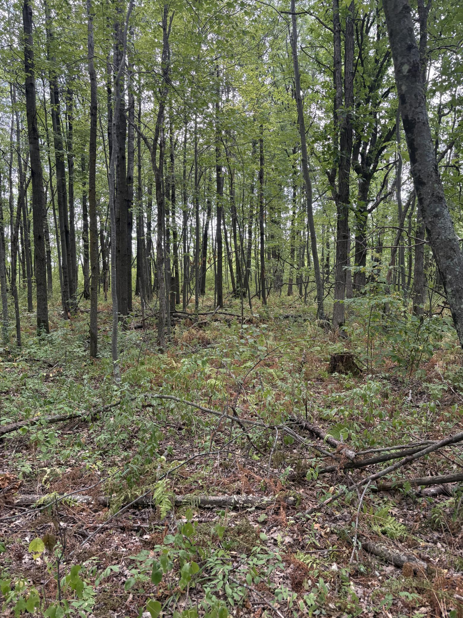 land for sale at XXX Meadowview Road in Brainerd, MN (photo 4 of 6)