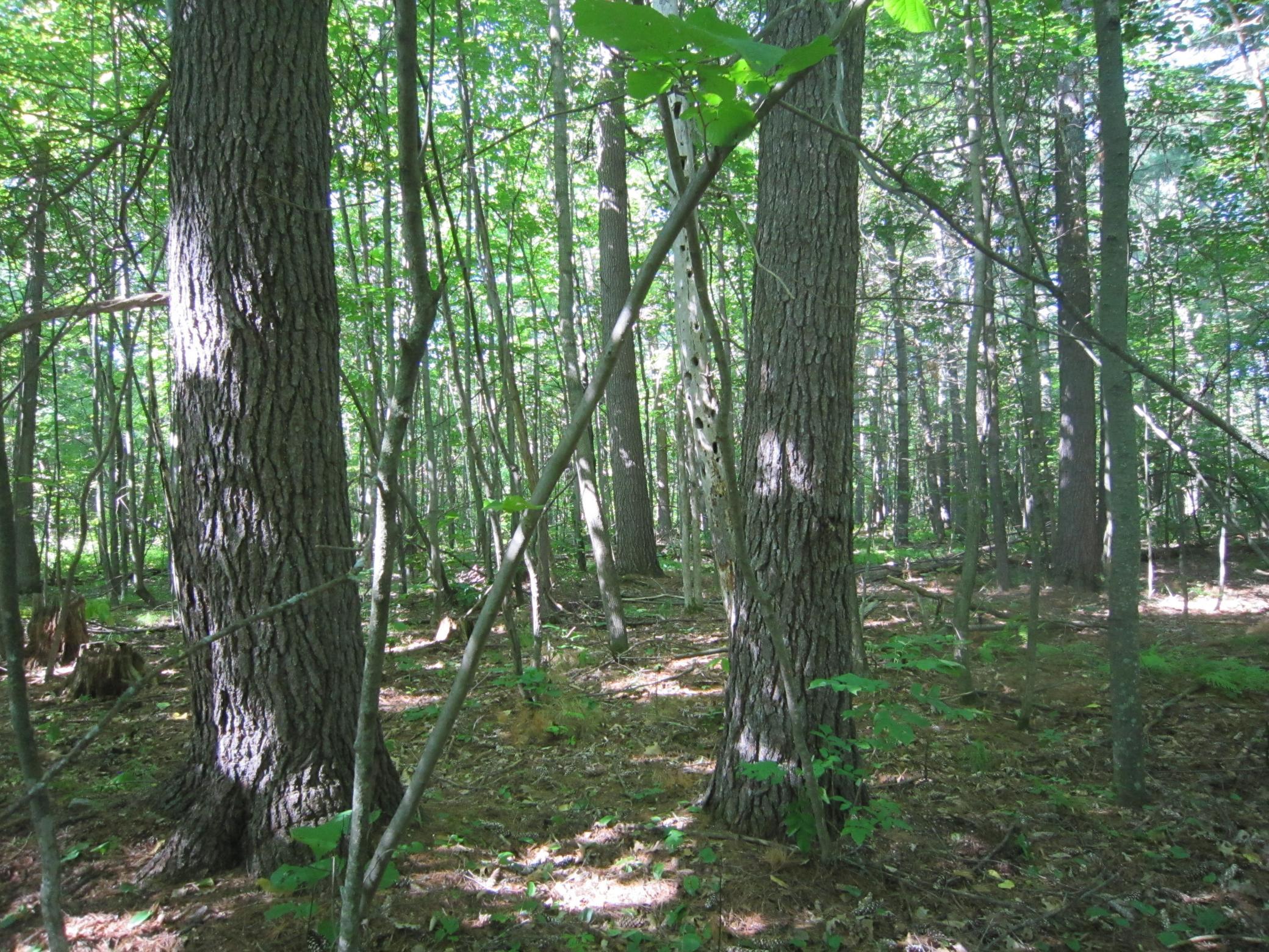 land for sale at Lot 1, Blk 1 Parklands Lane NW in Laporte, MN (photo 14 of 16)