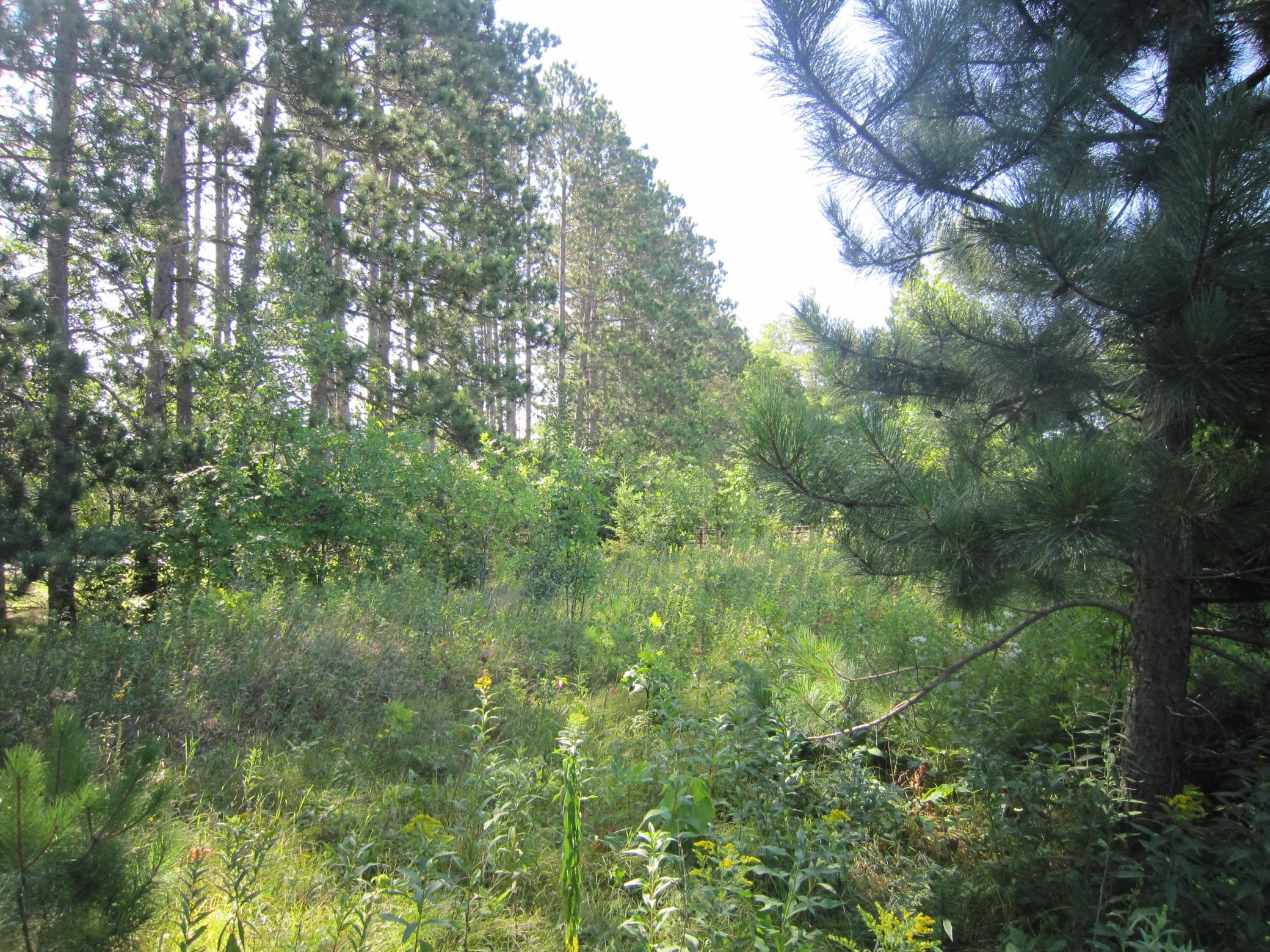 land for sale at Lot 1, Blk 1 Parklands Lane NW in Laporte, MN (photo 15 of 16)