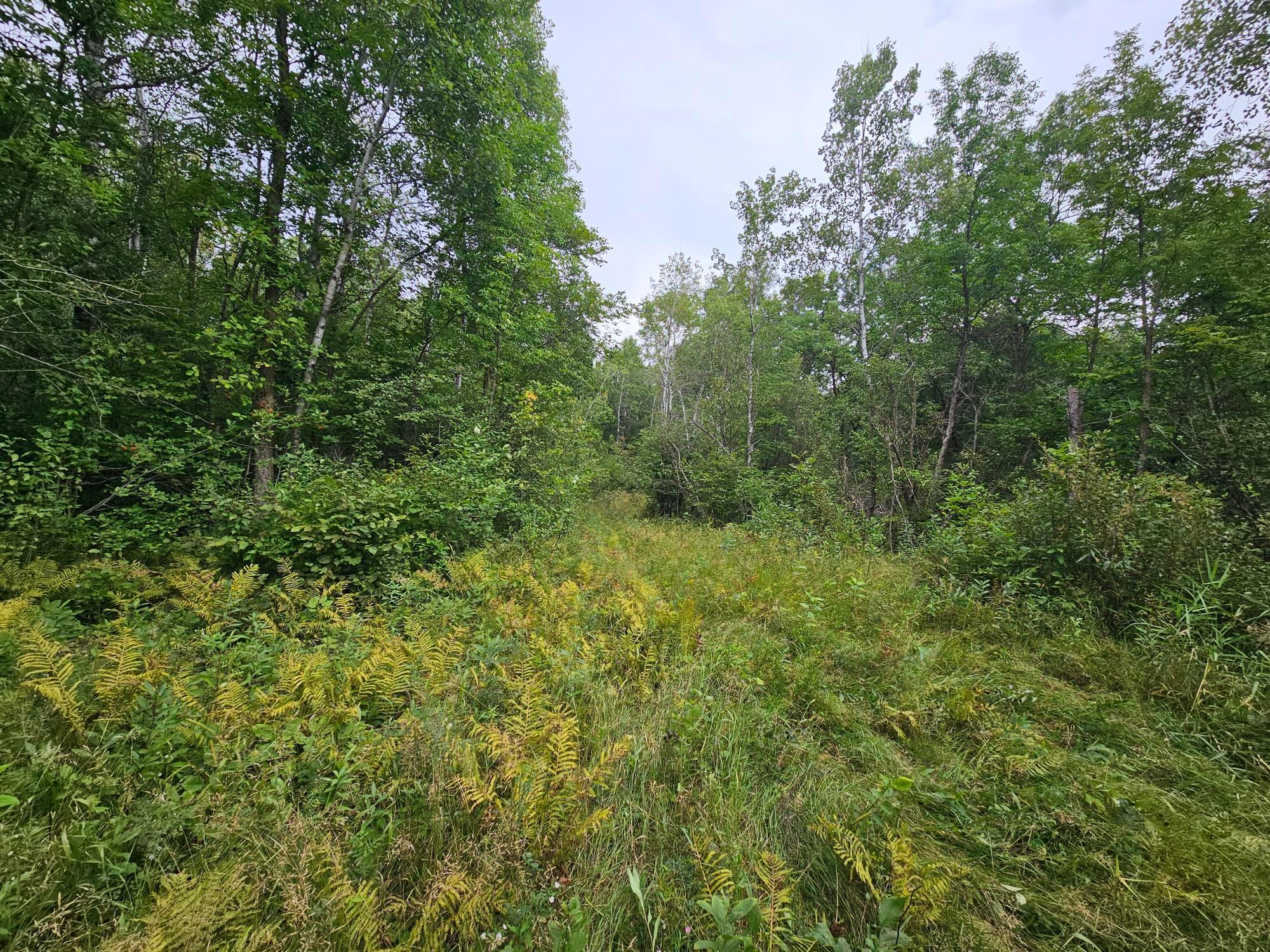 land for sale at tbd Moose River Road E in Grygla, MN (photo 2 of 3)