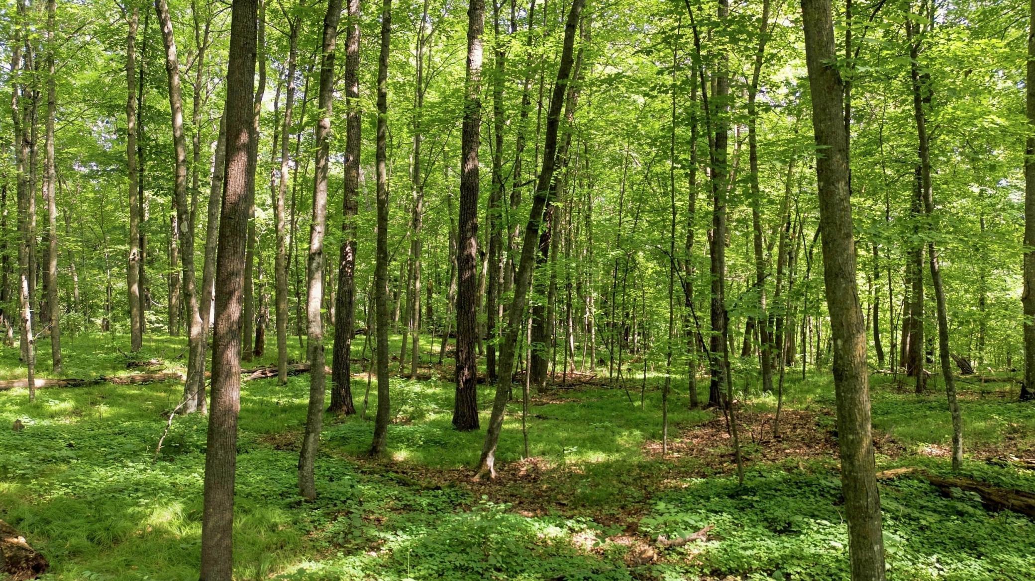 land for sale at 260th Emery in Erhard, MN (photo 6 of 18)