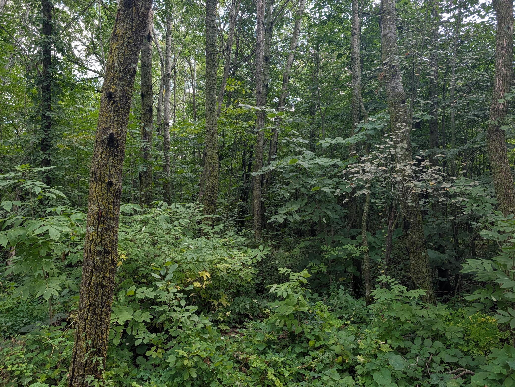 land for sale at 36962 560th Avenue N in New York Mills, MN (photo 4 of 18)