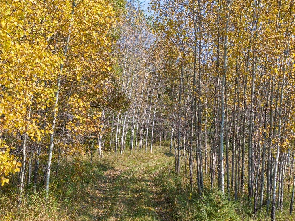 land for sale at TBD State 64 in Akeley, MN (photo 17 of 17)