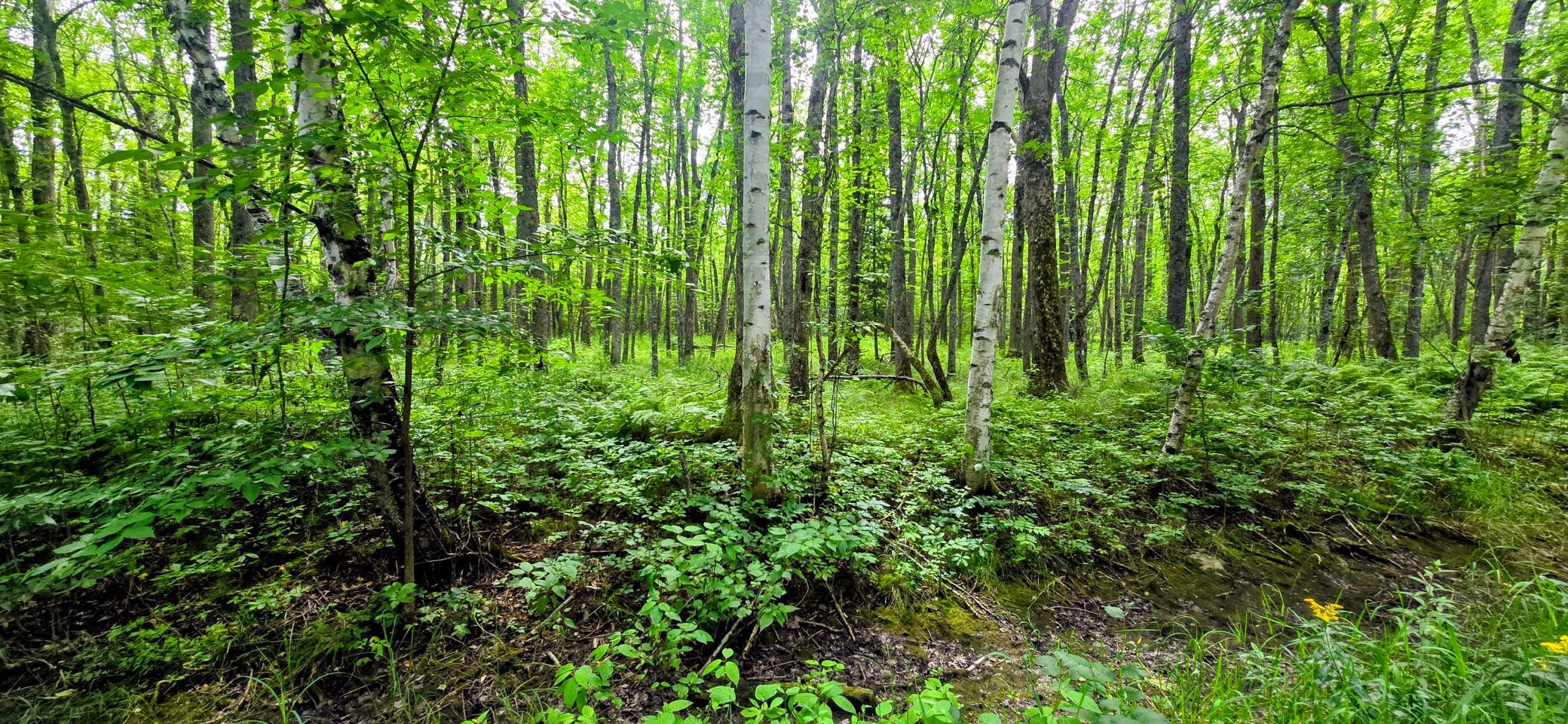 land for sale at TBD Dawson Road NW in Angle Inlet, MN (photo 4 of 6)