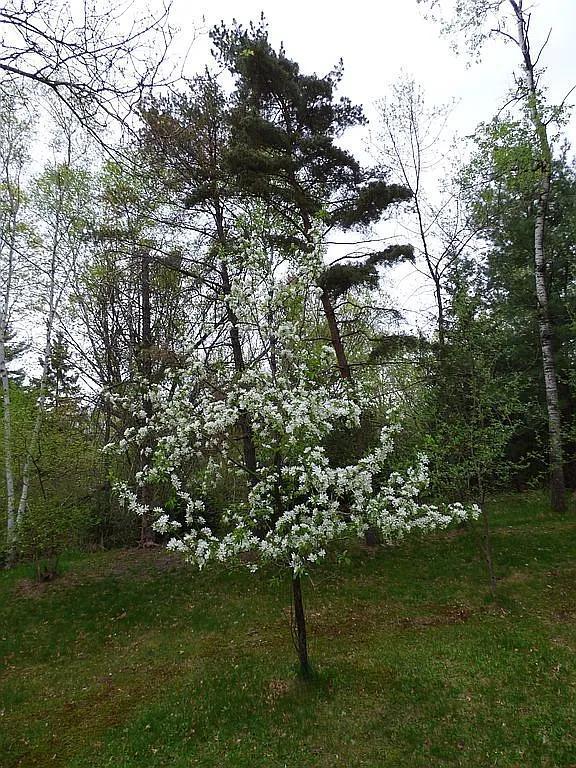1994 single family home for sale at 22519 County Road 3 in Merrifield, MN — 3 bed, 2 bath (photo 25 of 29)