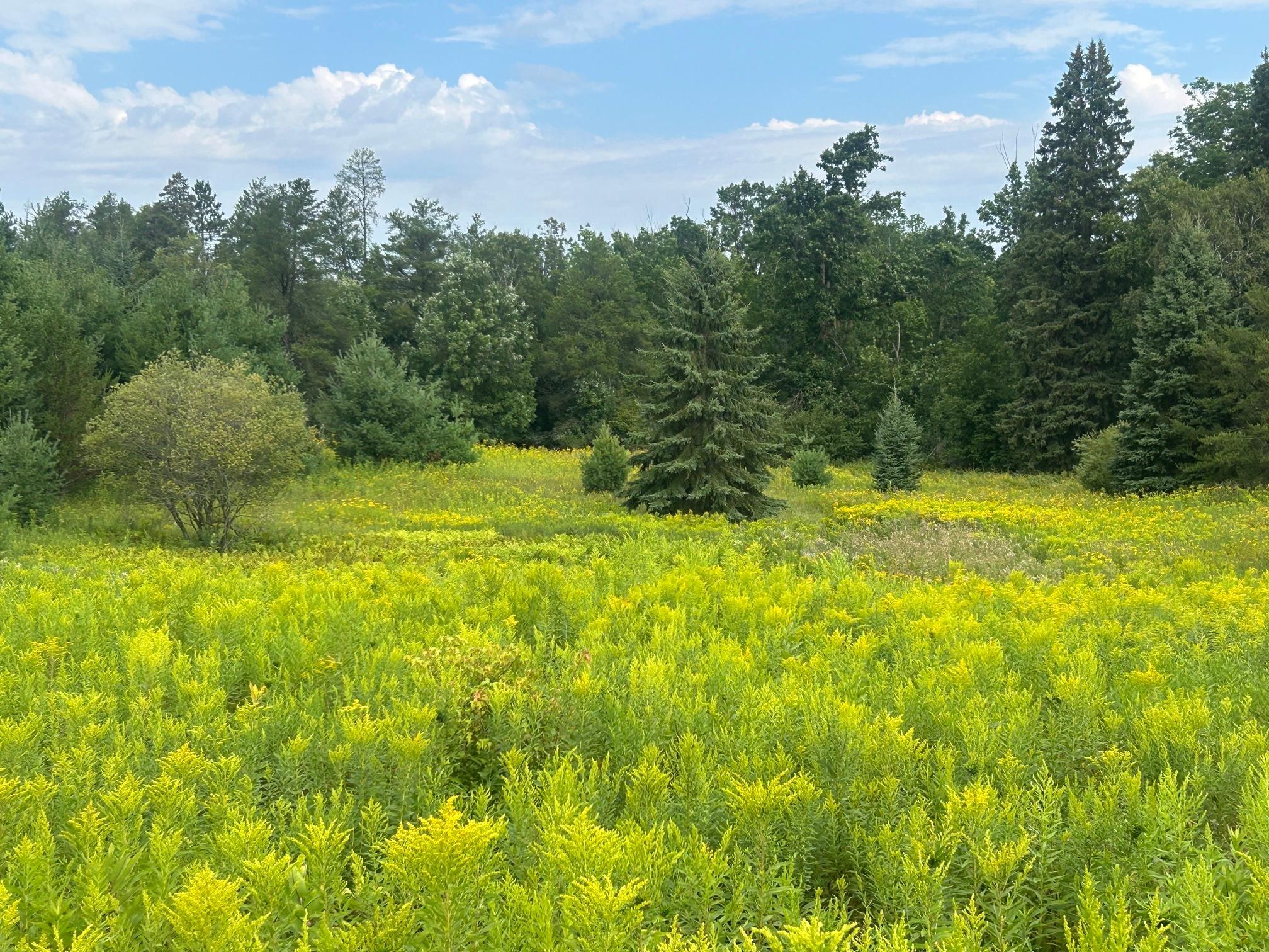 land for sale at TBD Steinhart Circle in Grand Rapids, MN (photo 2 of 7)
