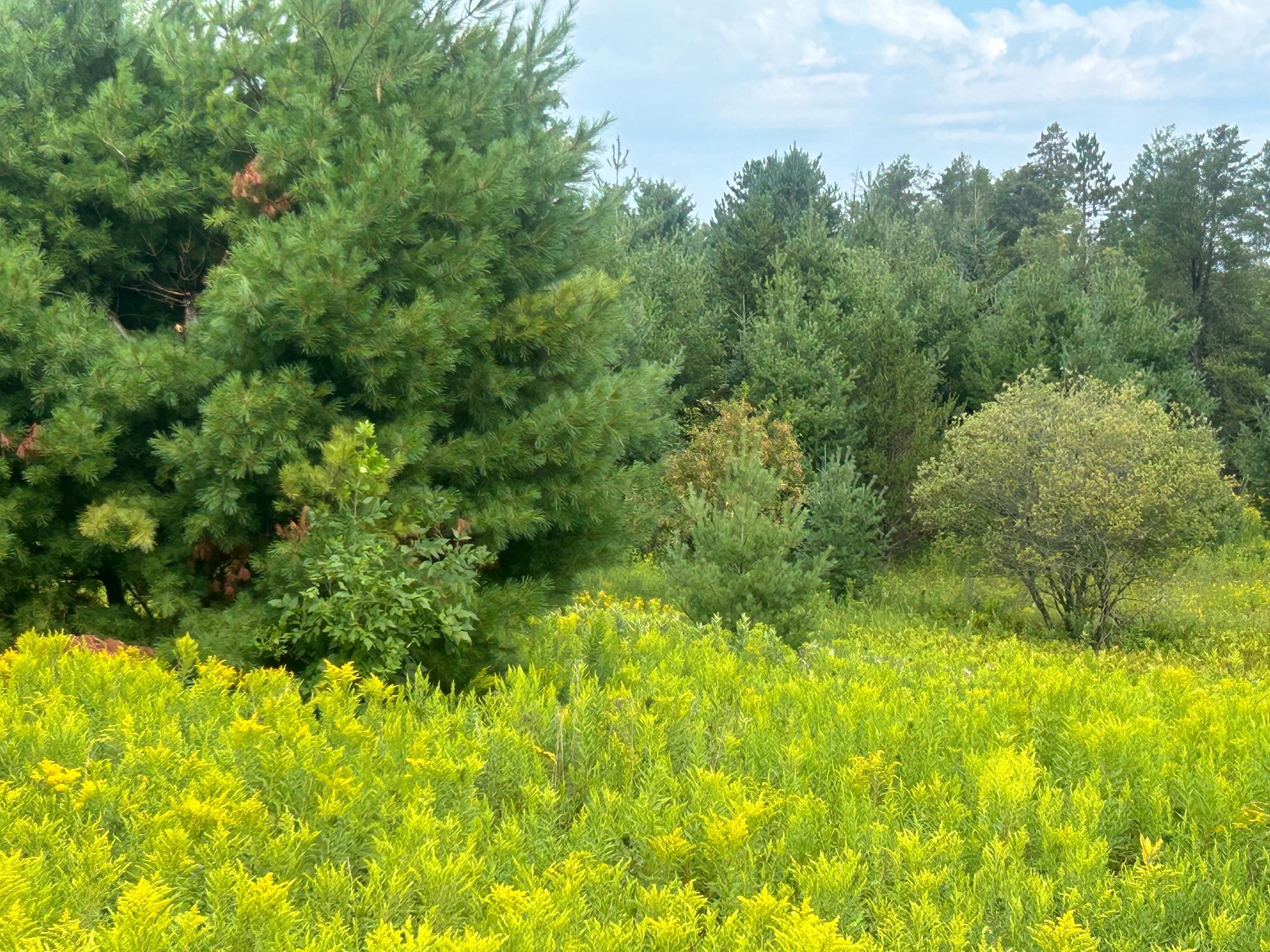 land for sale at TBD Steinhart Circle in Grand Rapids, MN (photo 3 of 7)
