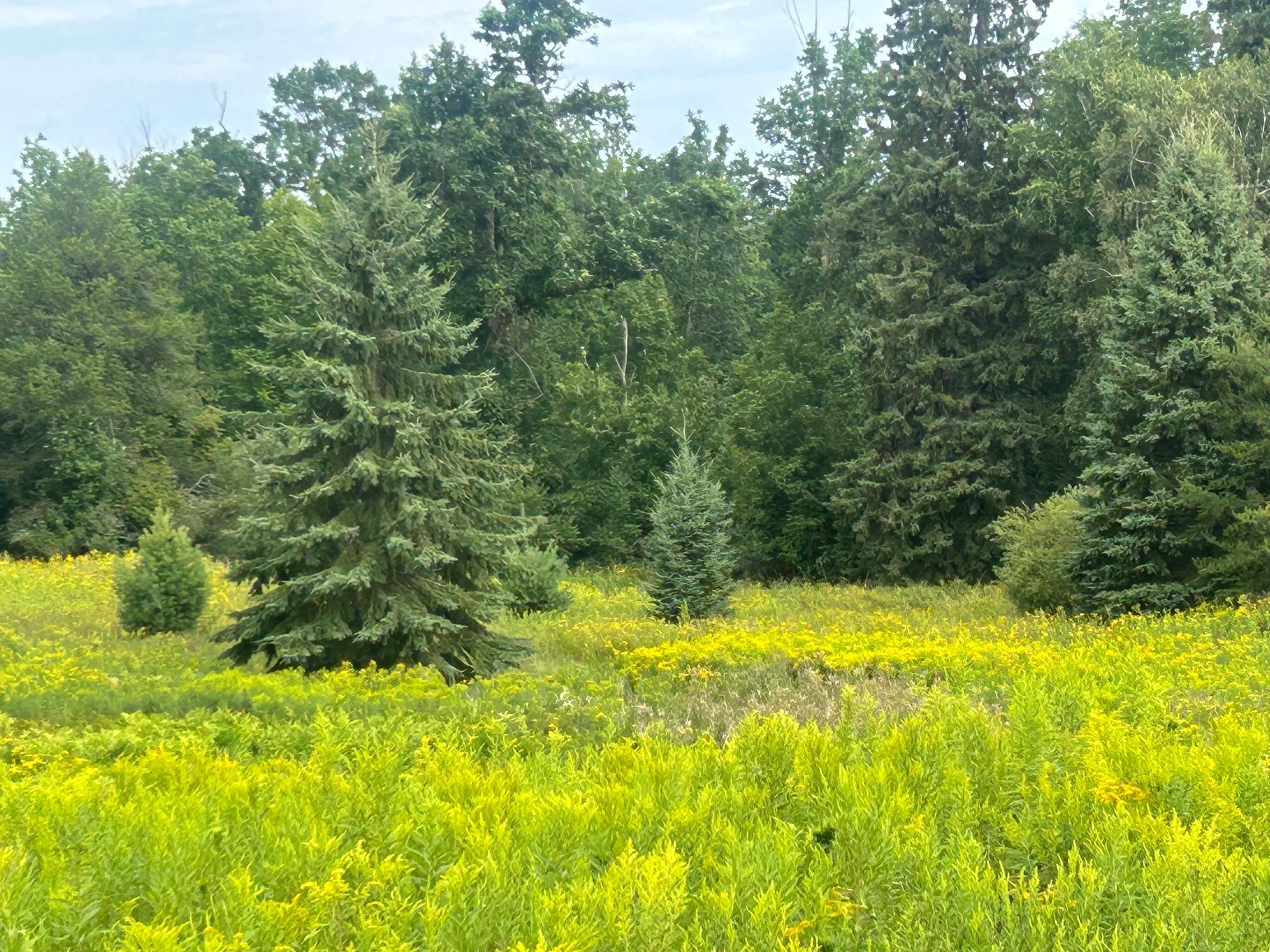 land for sale at TBD Steinhart Circle in Grand Rapids, MN (photo 4 of 7)