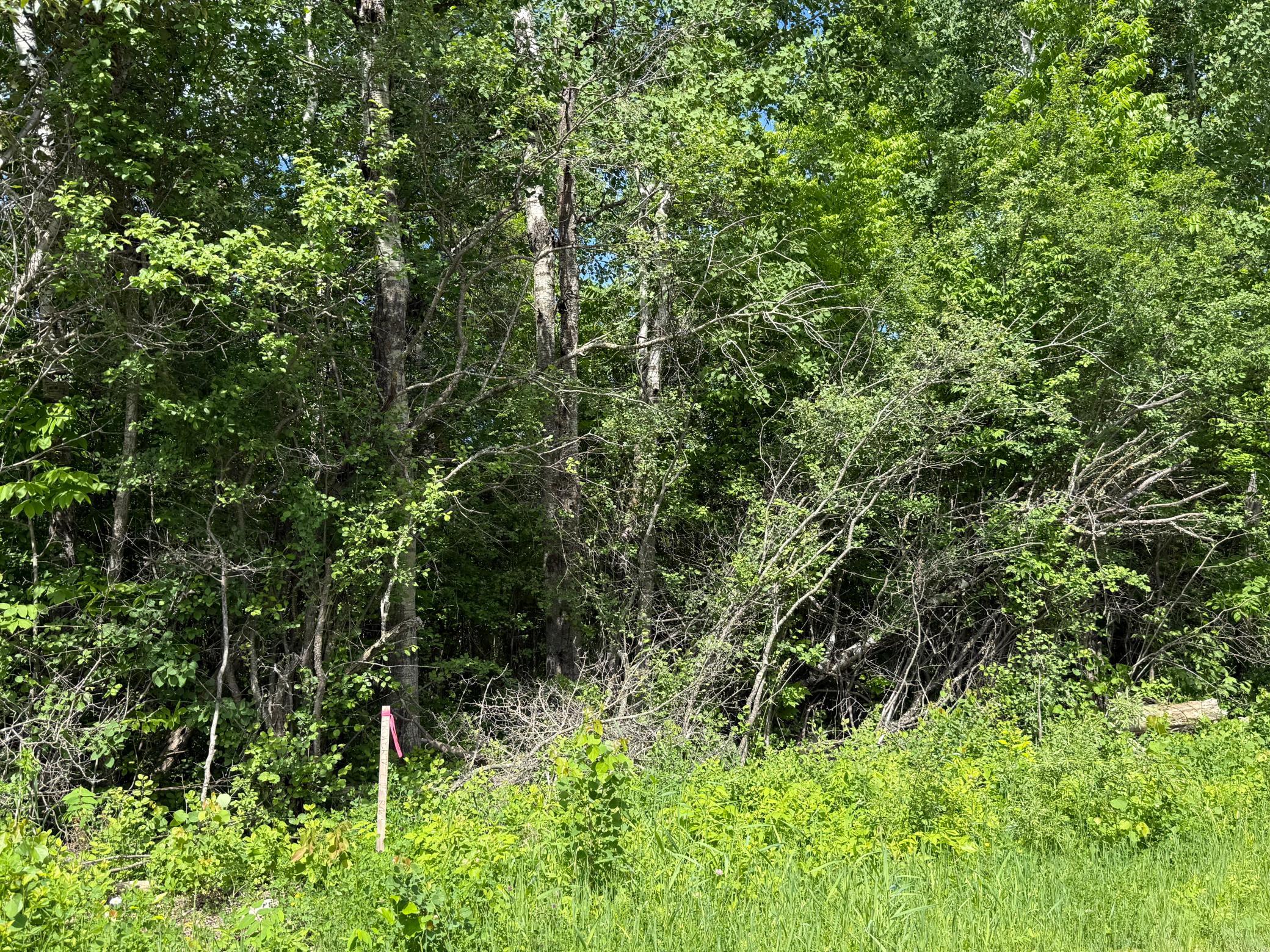 land for sale at LOT 2 Parameter Road in Deer River, MN (photo 7 of 9)