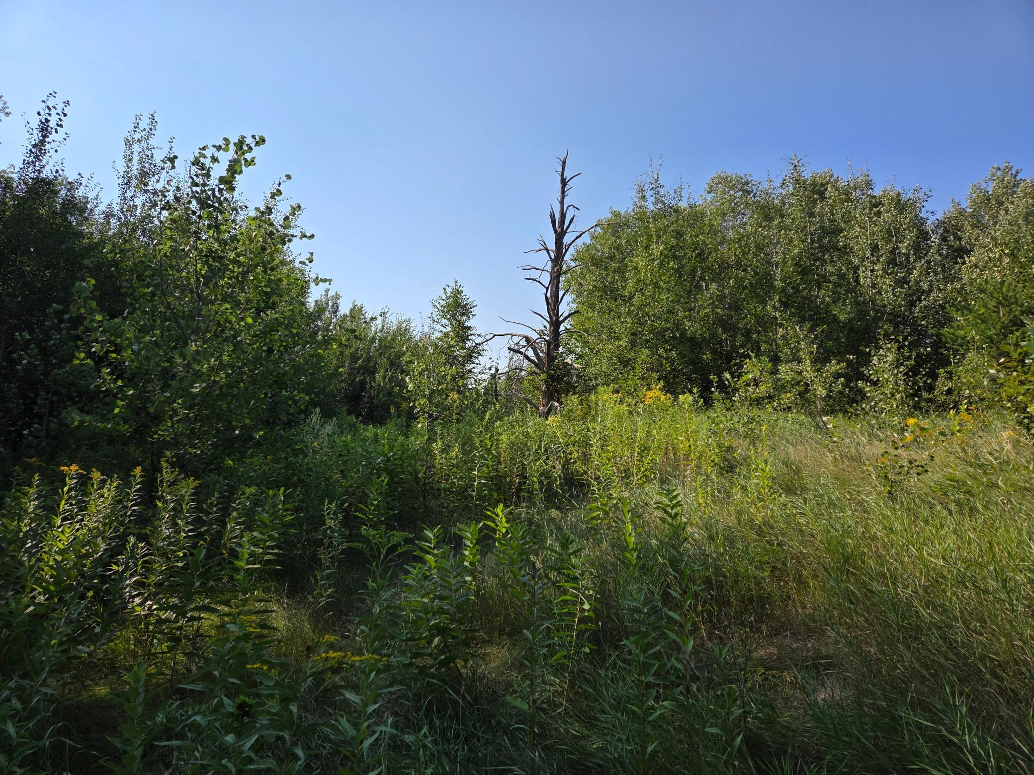 land for sale at TBD lot 3 190th Street in Bagley, MN (photo 14 of 19)