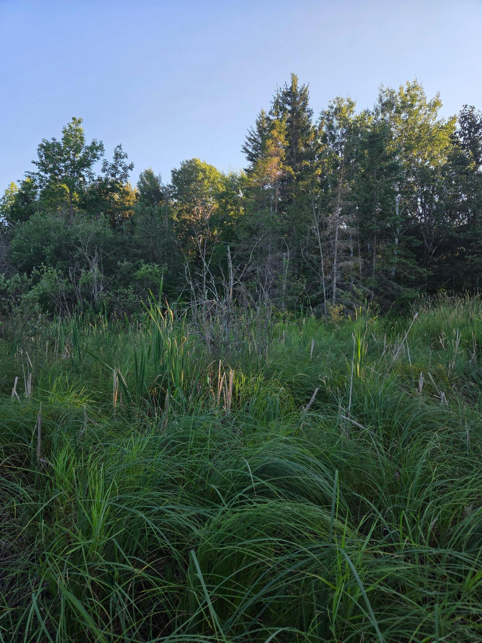 land for sale at TBD lot 3 190th Street in Bagley, MN (photo 15 of 19)