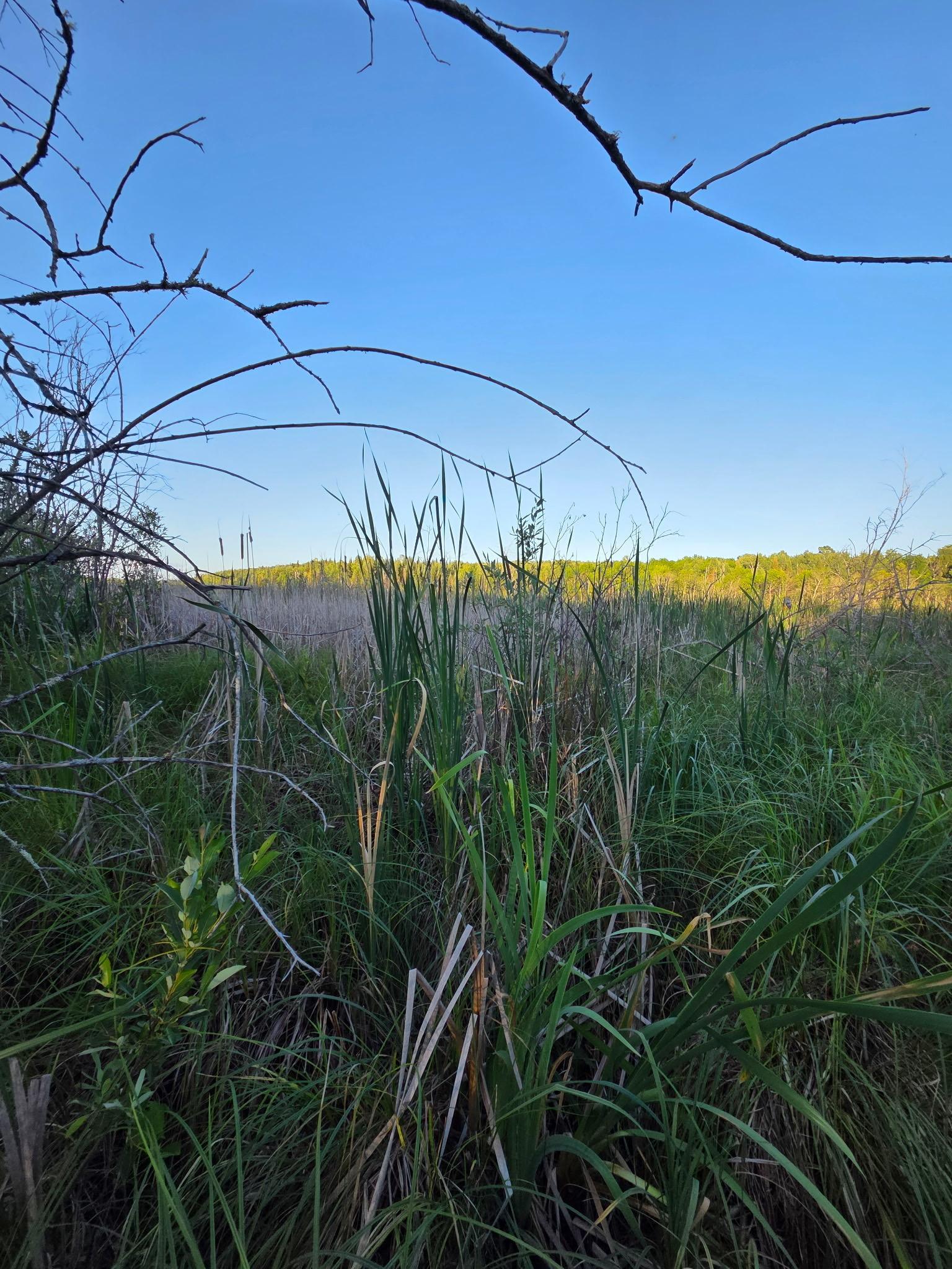 land for sale at TBD lot 3 190th Street in Bagley, MN (photo 6 of 19)