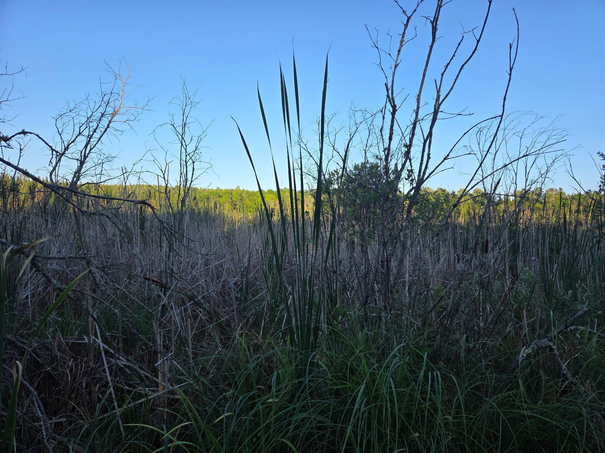 land for sale at TBD lot 3 190th Street in Bagley, MN (photo 8 of 19)
