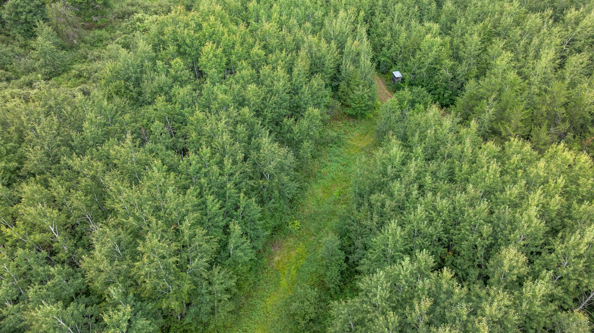 land for sale at 16921 320th Street in Menahga, MN (photo 13 of 53)