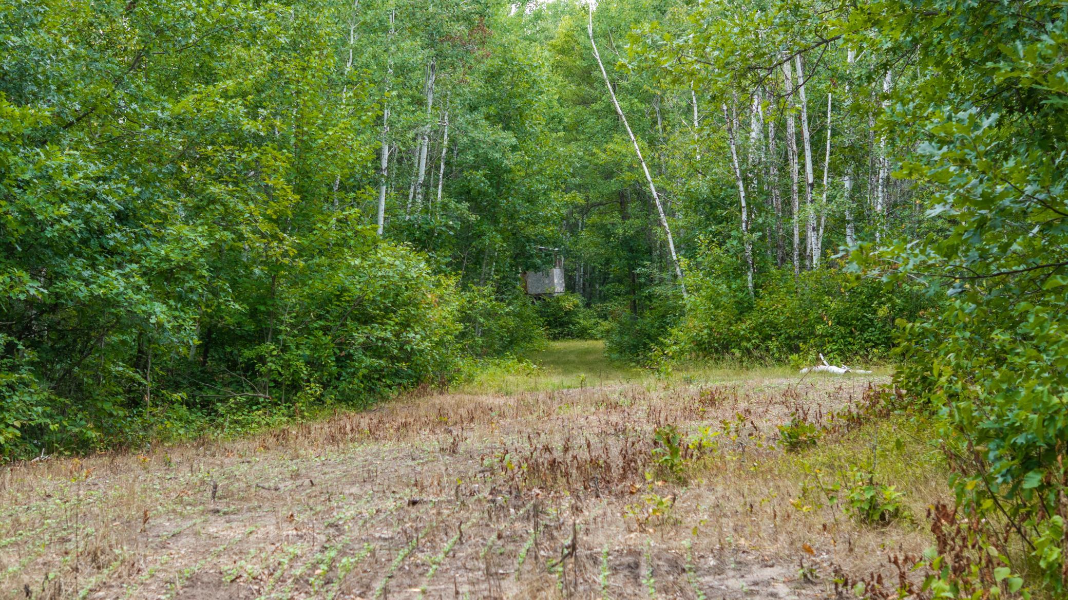 land for sale at 16921 320th Street in Menahga, MN (photo 19 of 53)