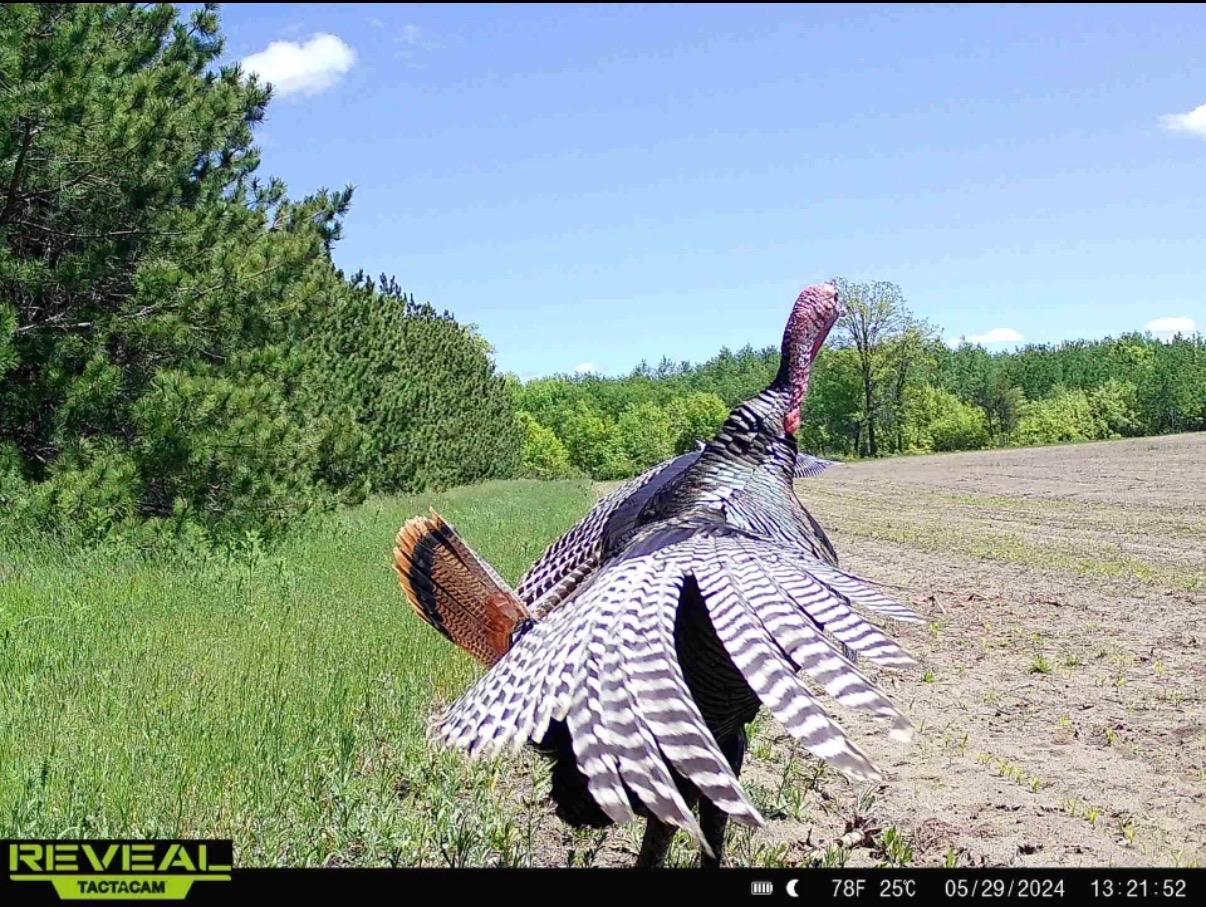 land for sale at 16921 320th Street in Menahga, MN (photo 21 of 53)