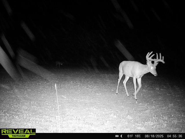 land for sale at 16921 320th Street in Menahga, MN (photo 29 of 53)
