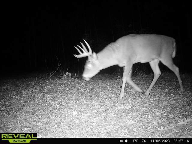 land for sale at 16921 320th Street in Menahga, MN (photo 41 of 53)
