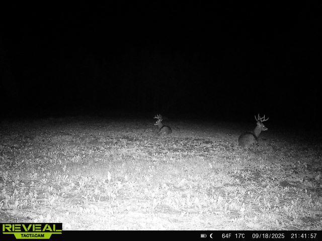 land for sale at 16921 320th Street in Menahga, MN (photo 44 of 53)